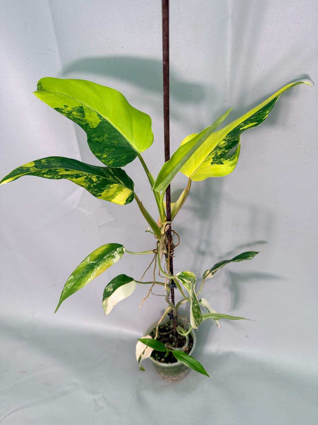 Philodendron Domesticum Variegata 05