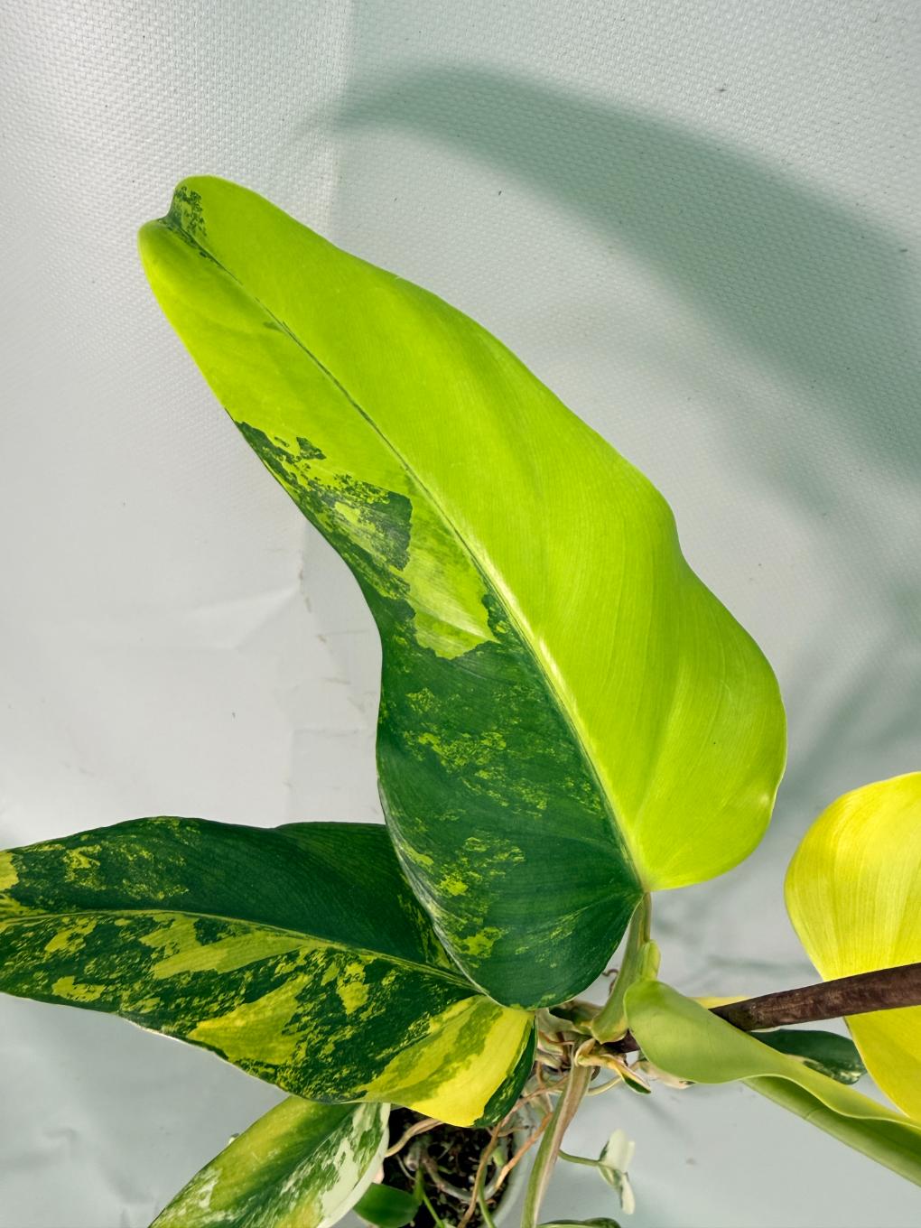 Philodendron Domesticum Variegata 02