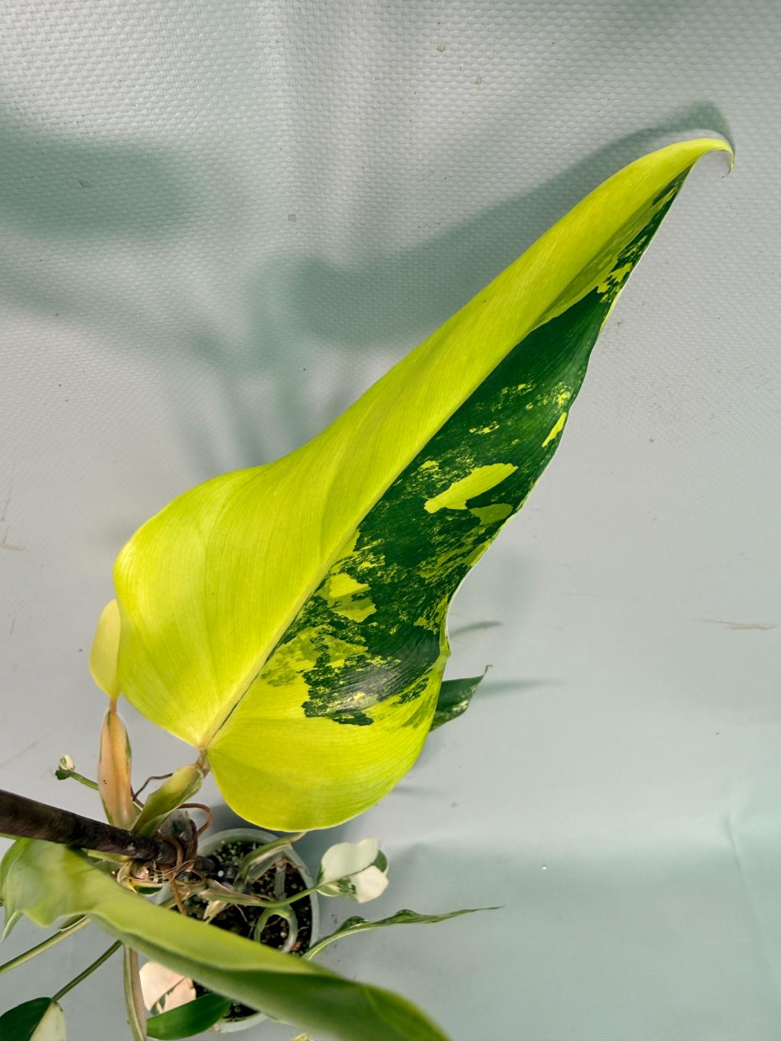Philodendron Domesticum Variegata 06