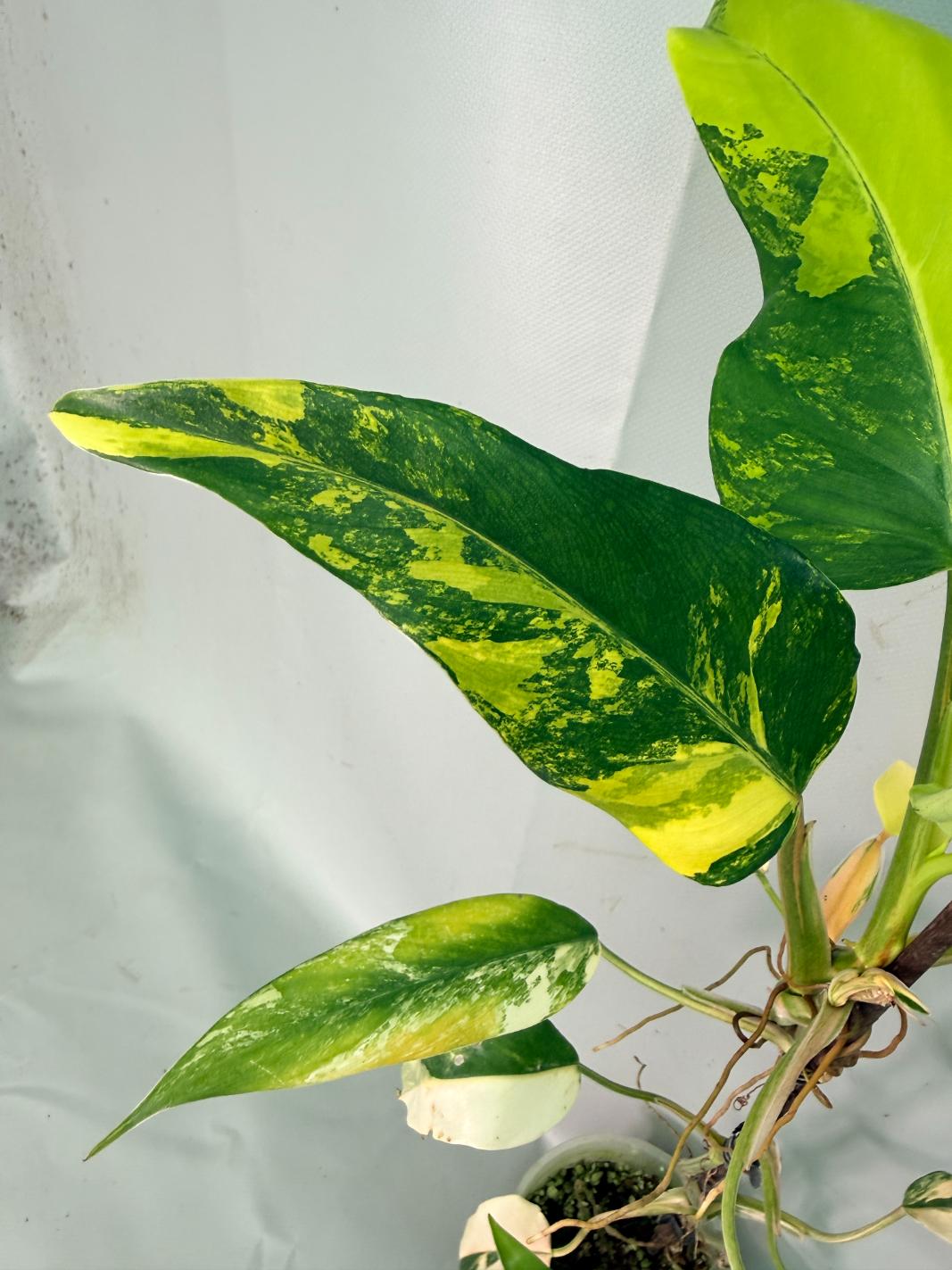 Philodendron Domesticum Variegata 07
