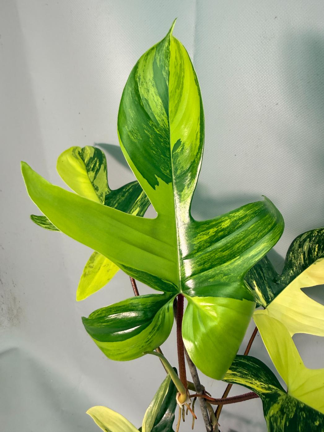 Philodendron Florida Beauty Variegata 01