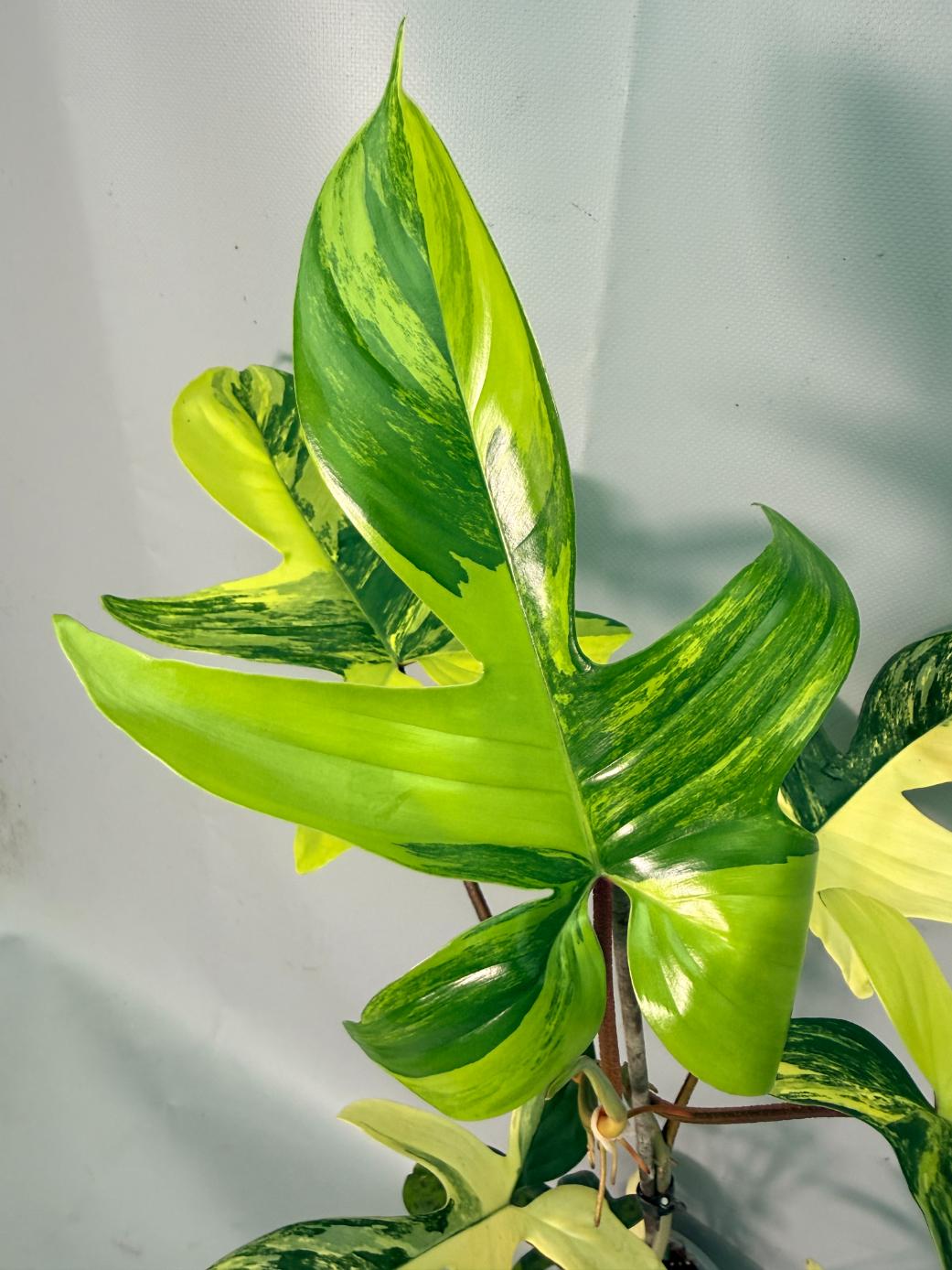 Philodendron Florida Beauty Variegata 08