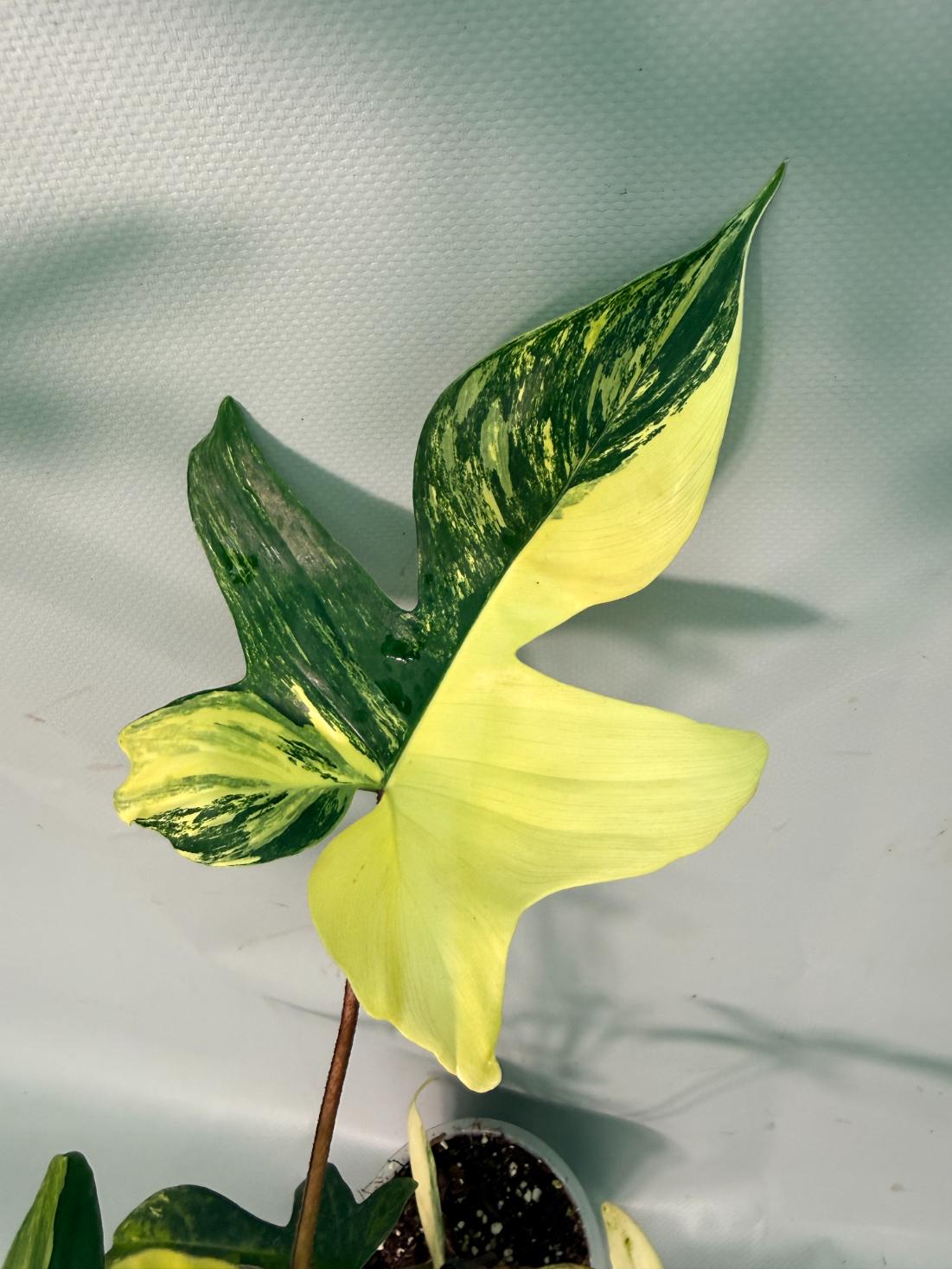 Philodendron Florida Beauty Variegata 09