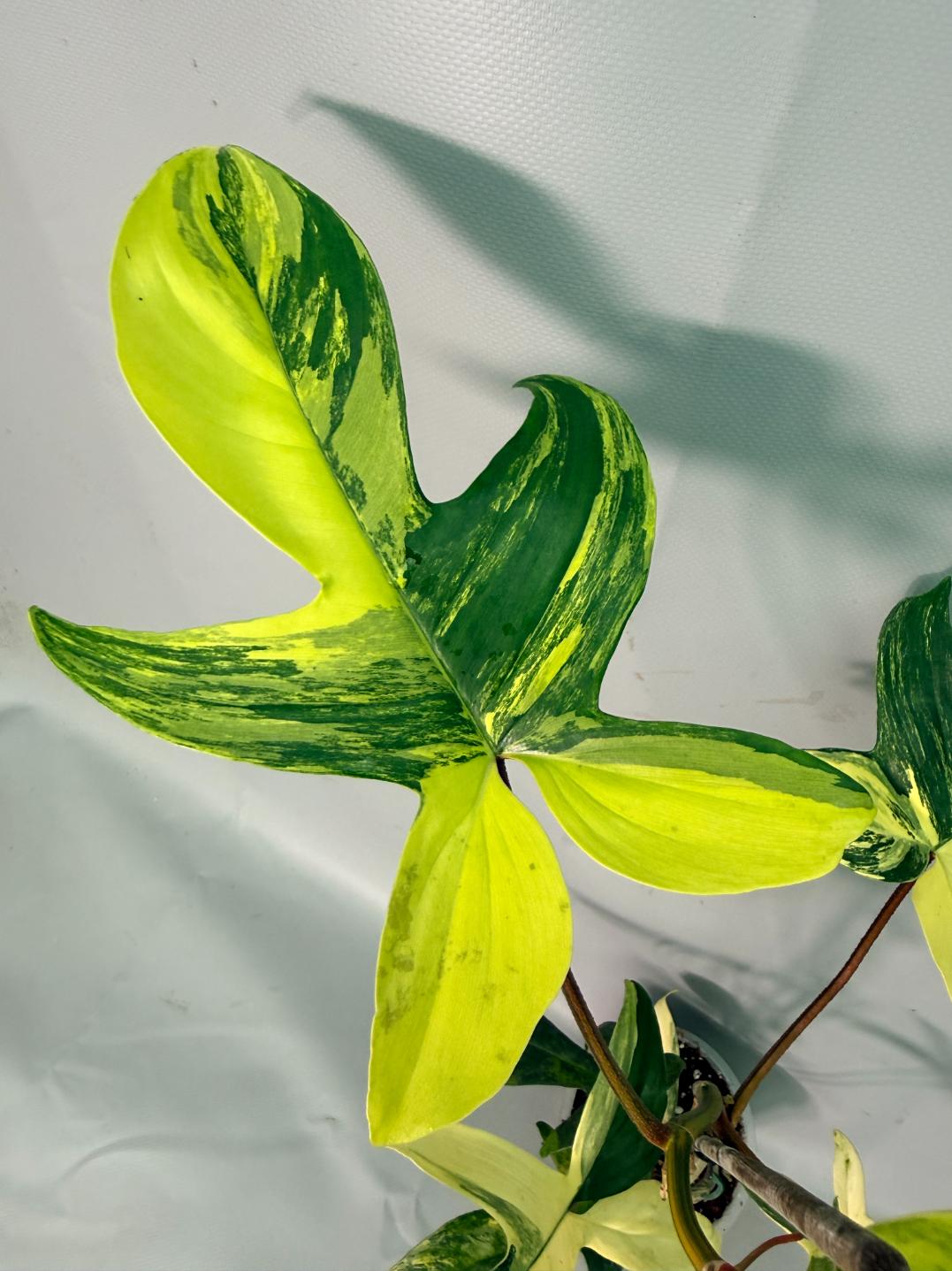 Philodendron Florida Beauty Variegata 10