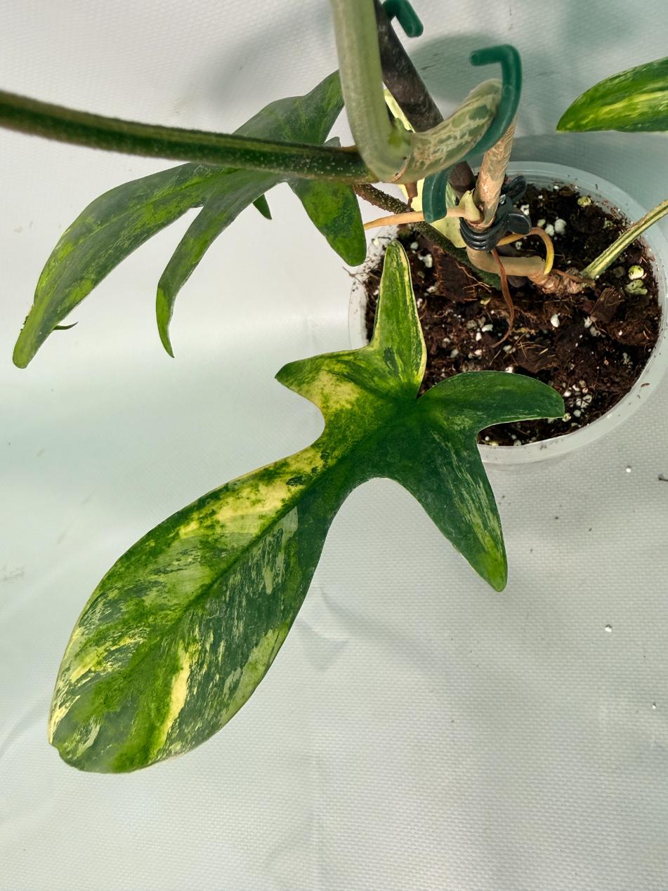 Philodendron Florida Beauty Variegata 11