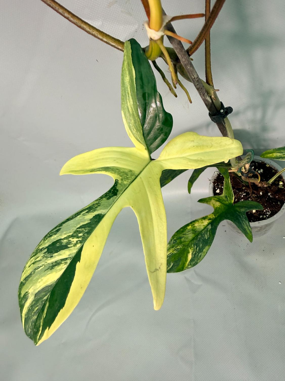 Philodendron Florida Beauty Variegata 12