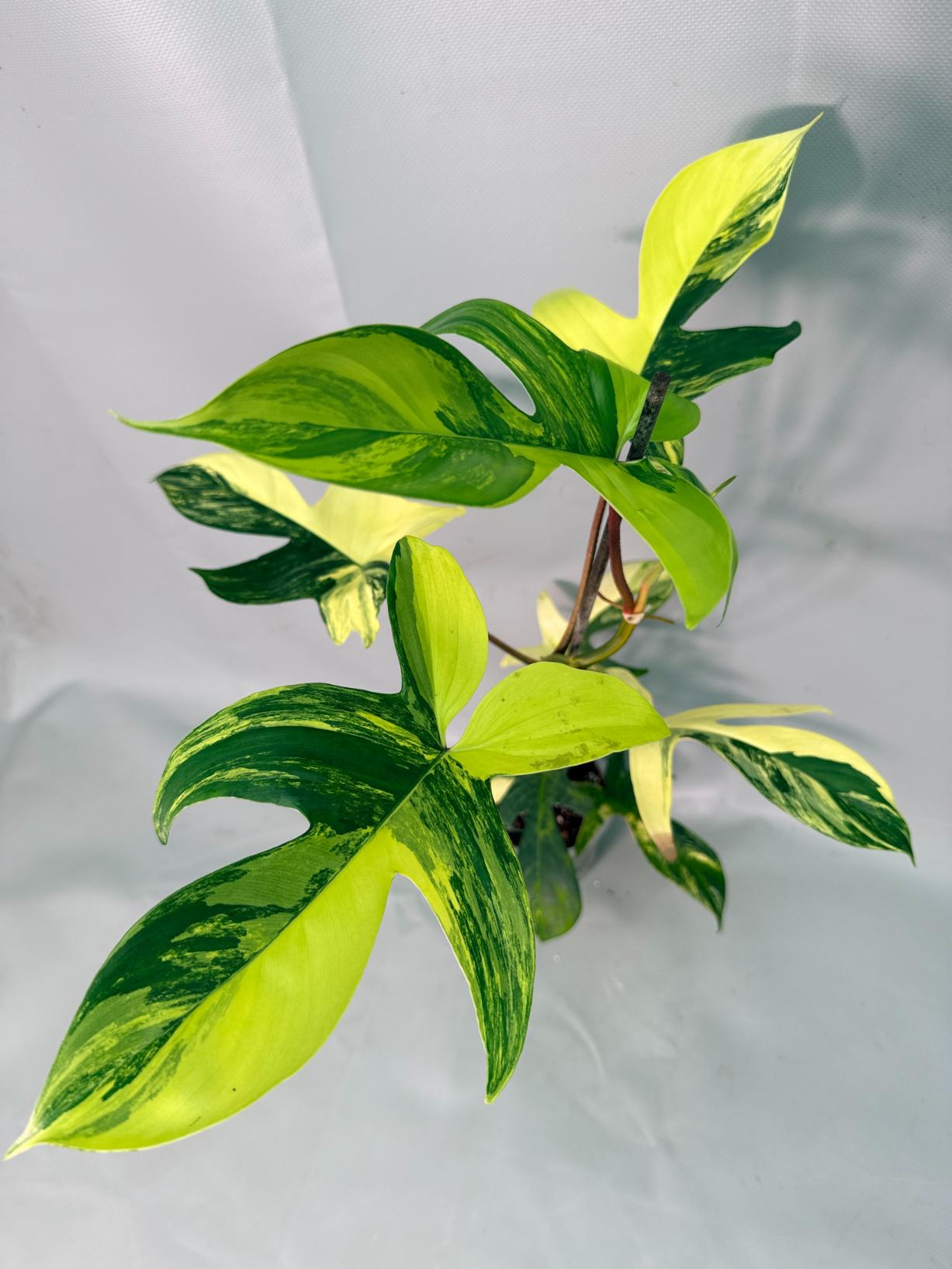 Philodendron Florida Beauty Variegata 03
