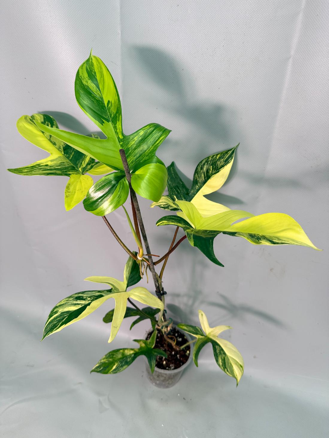 Philodendron Florida Beauty Variegata 04