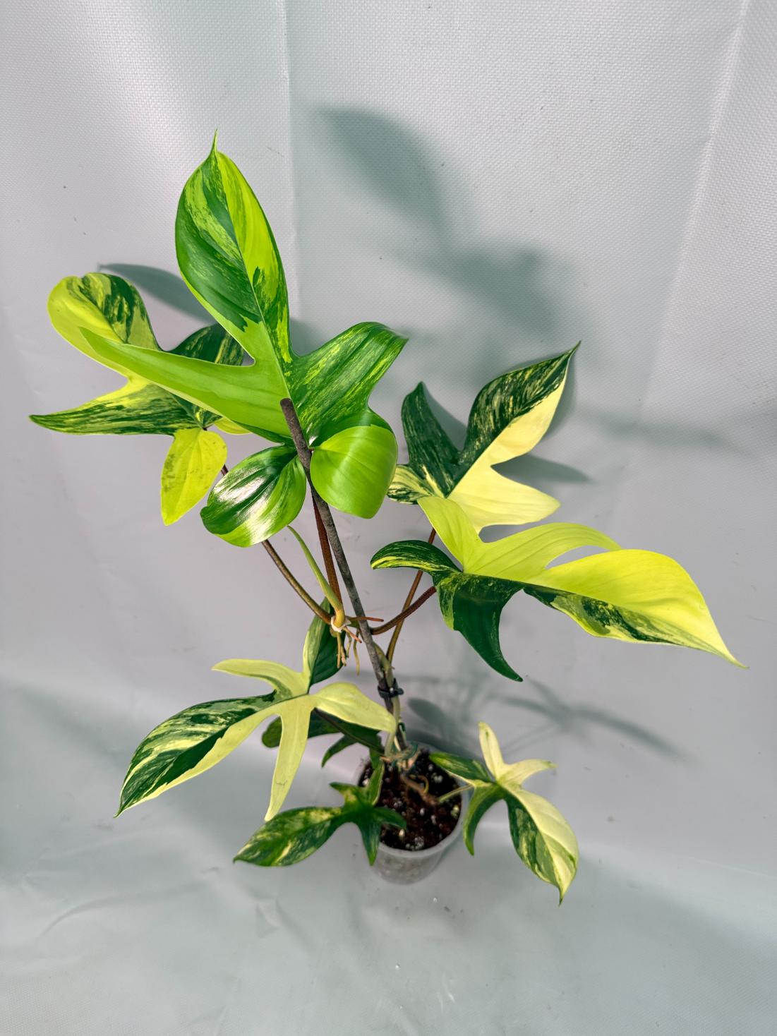 Philodendron Florida Beauty Variegata 05