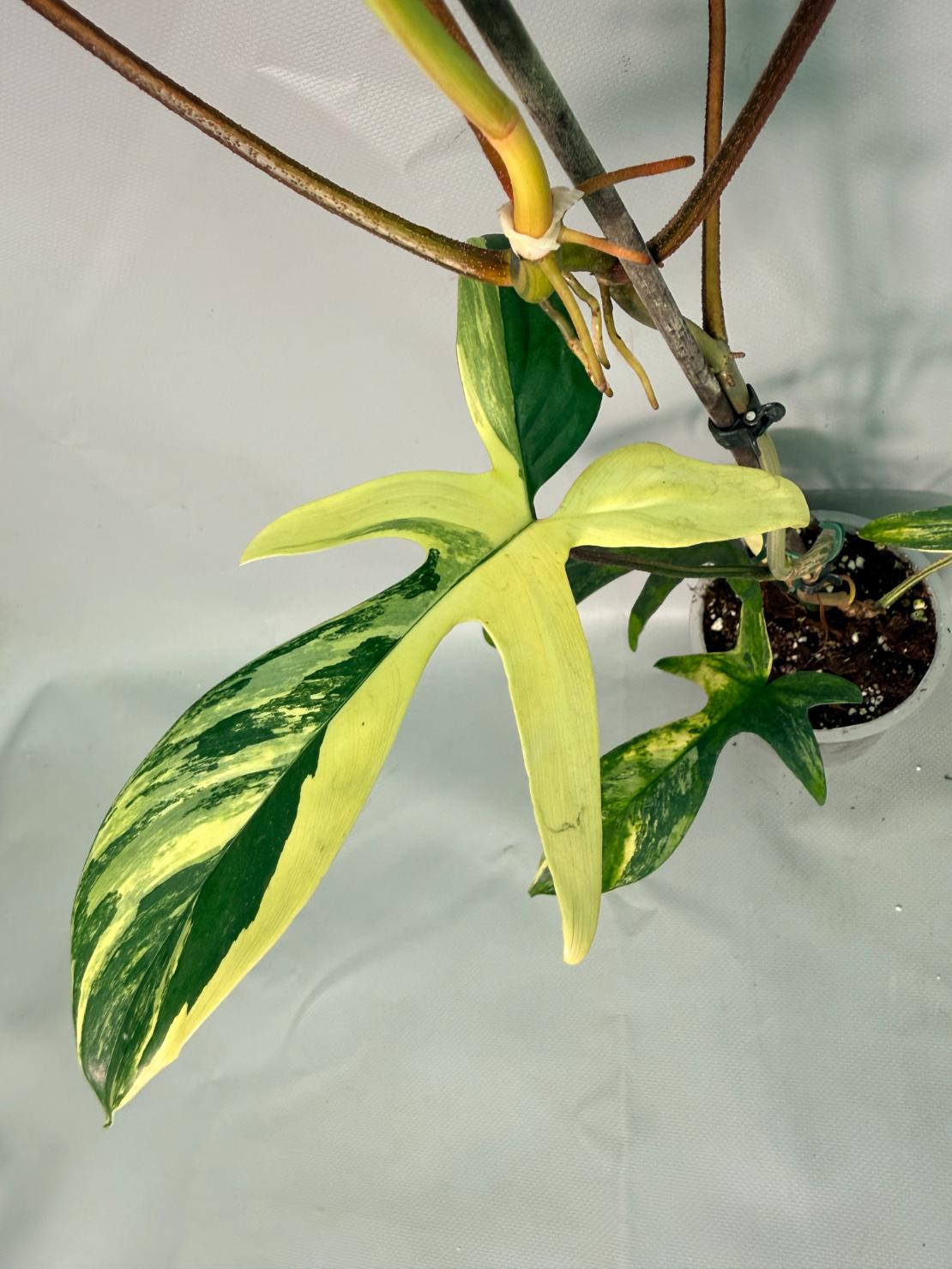 Philodendron Florida Beauty Variegata 06