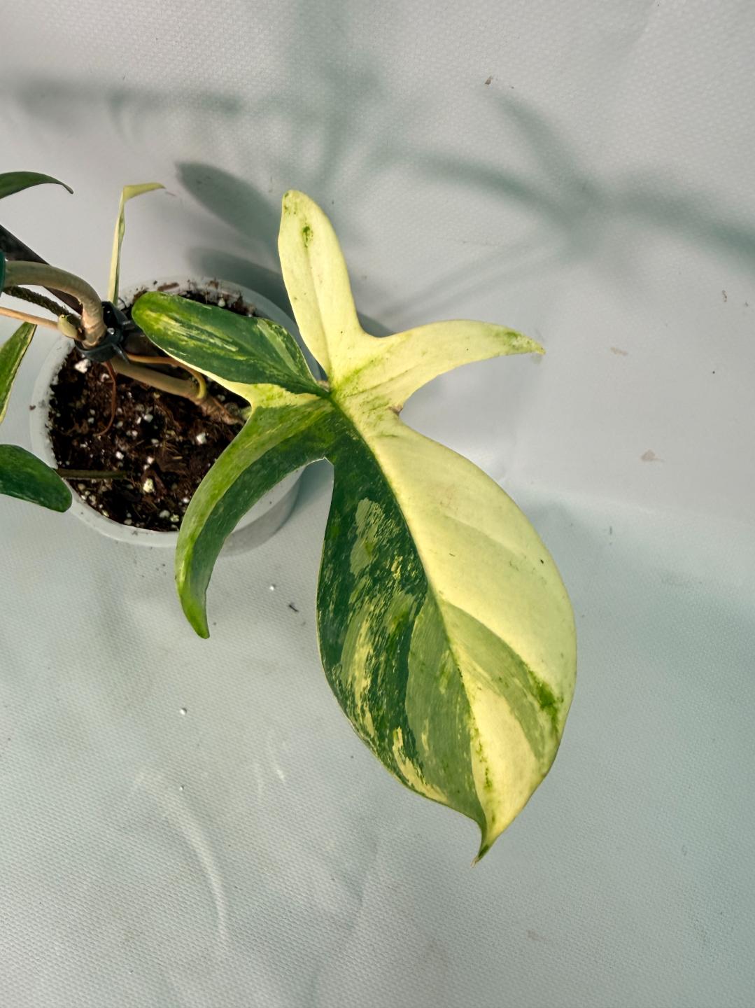 Philodendron Florida Beauty Variegata 07