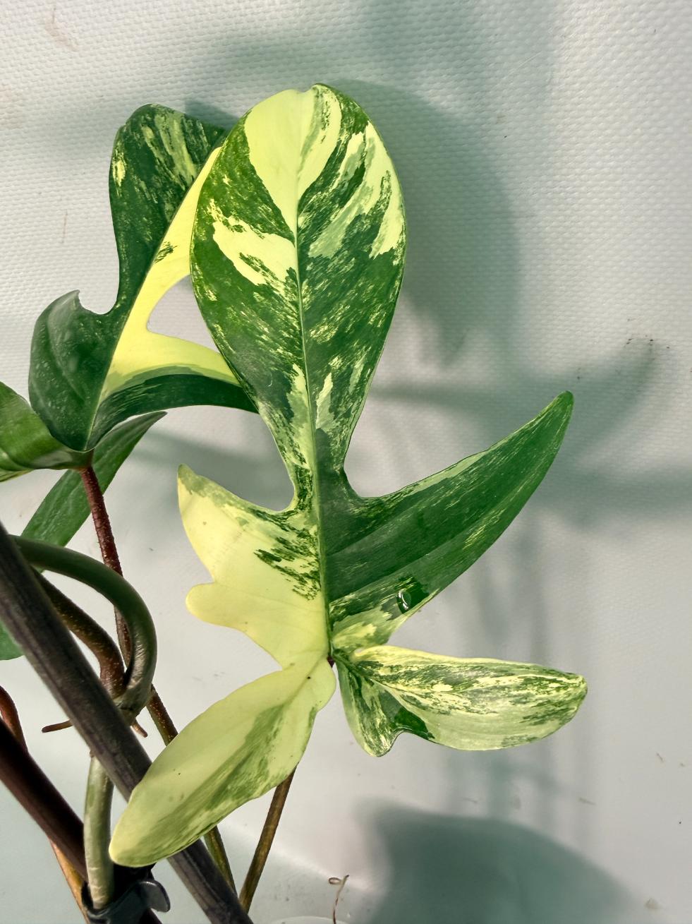 Philodendron Florida Beauty Variegata 10