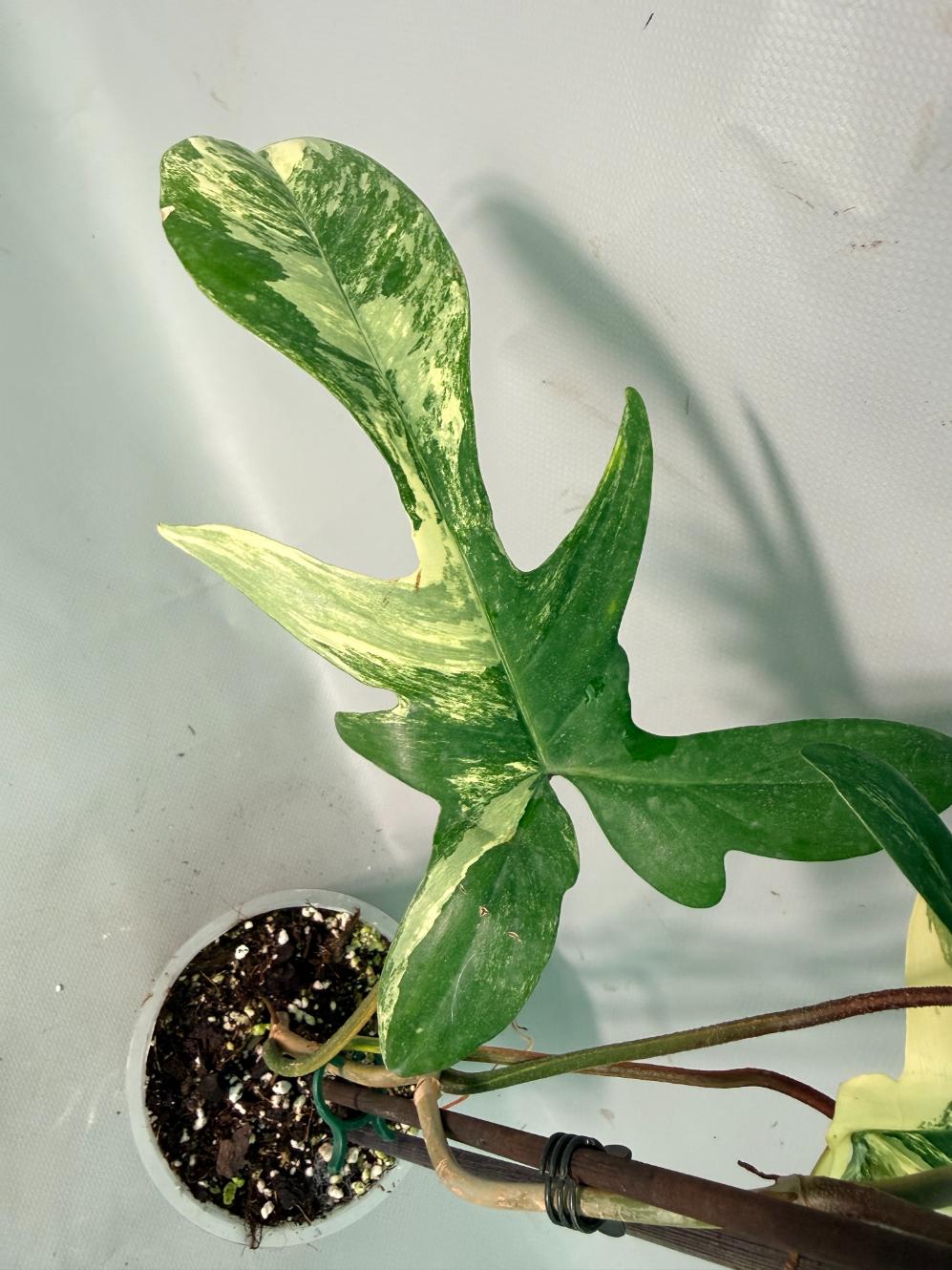 Philodendron Florida Beauty Variegata 11