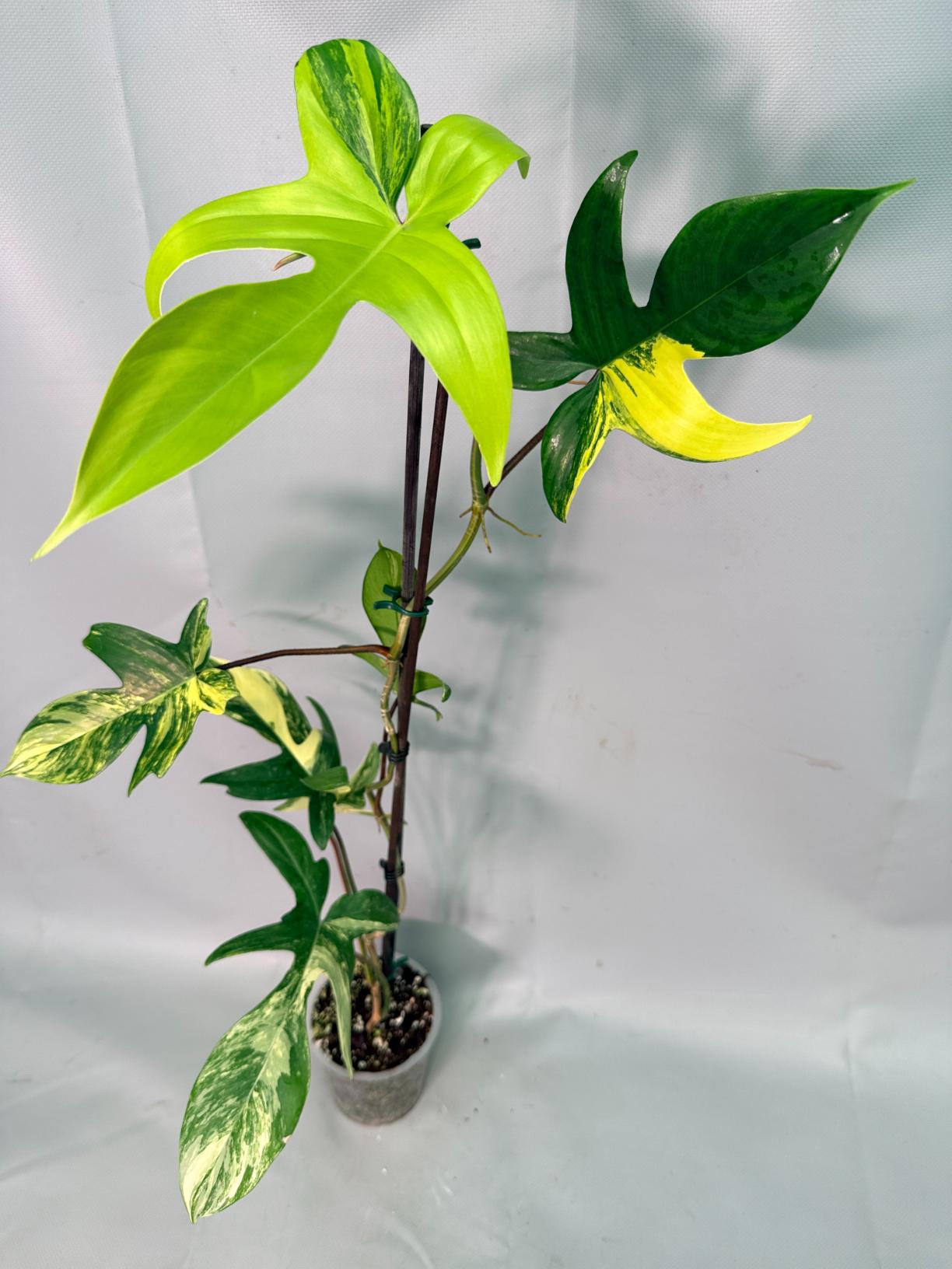 Philodendron Florida Beauty Variegata 01