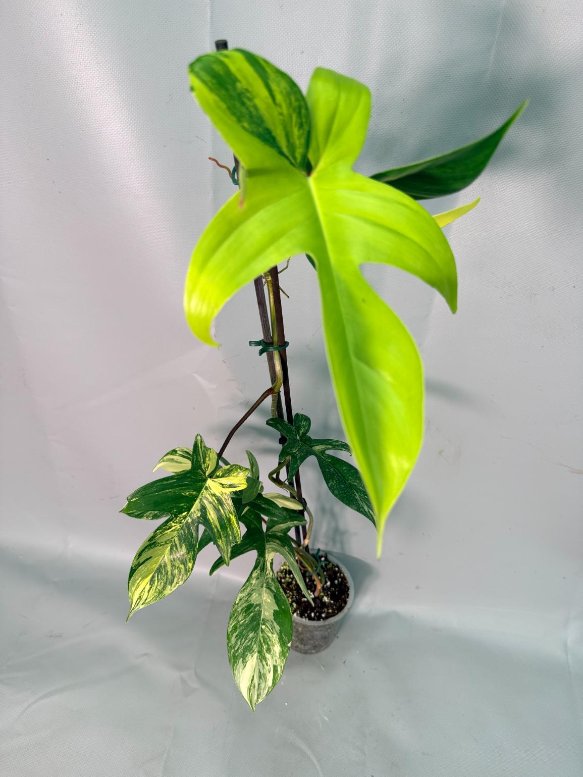 Philodendron Florida Beauty Variegata 03