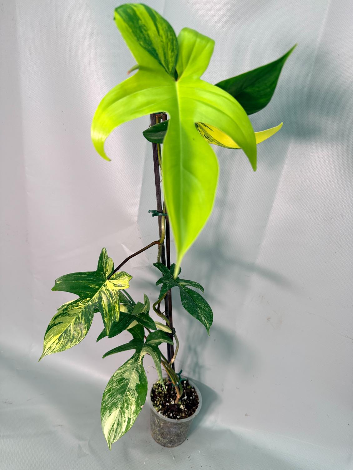 Philodendron Florida Beauty Variegata 04