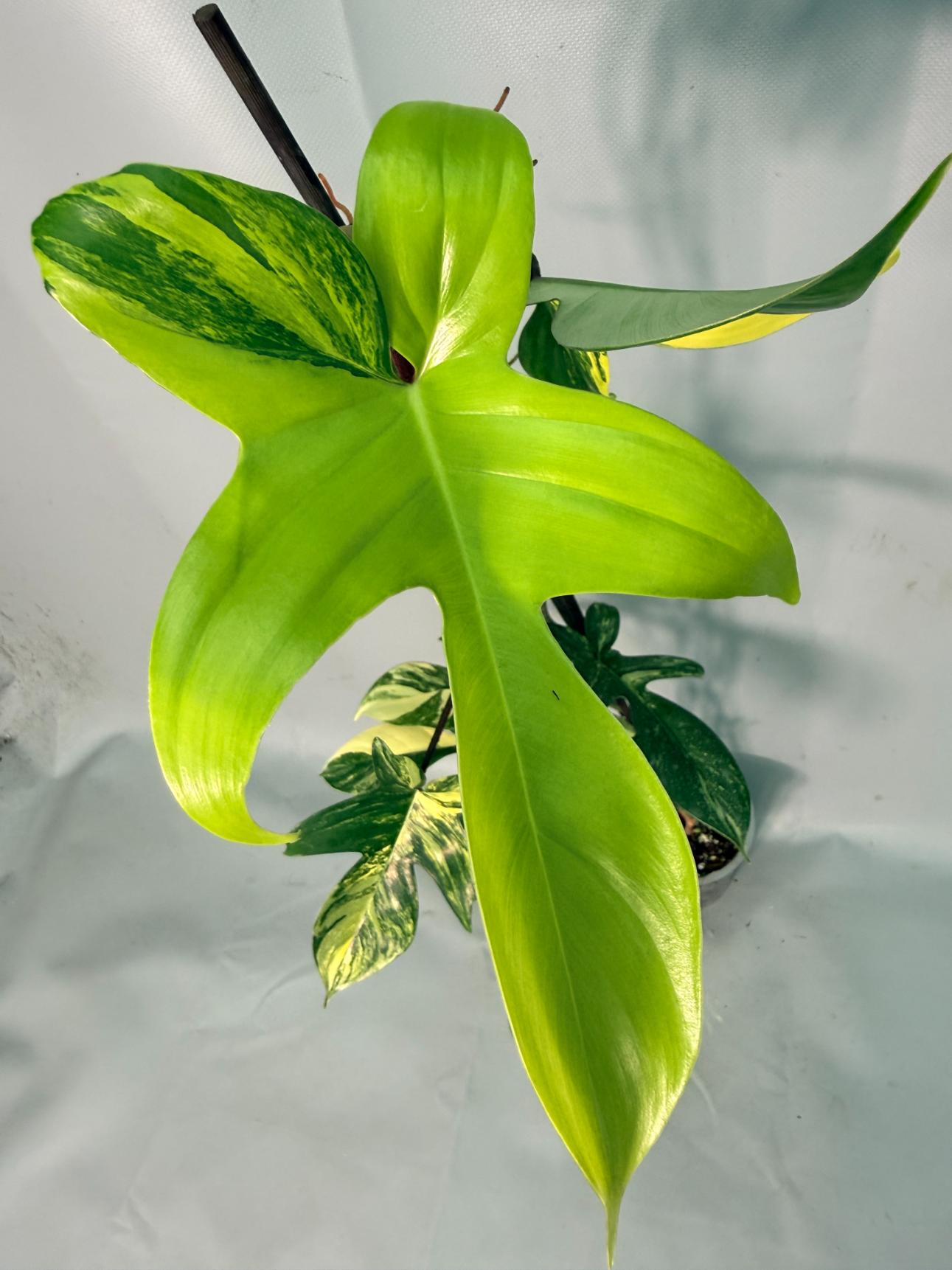 Philodendron Florida Beauty Variegata 05