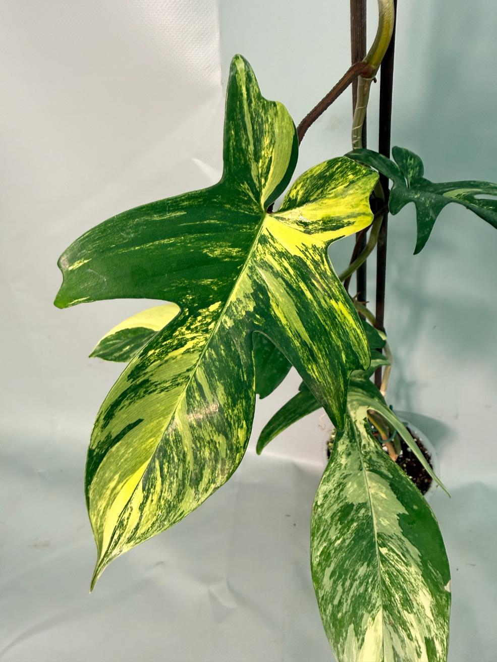 Philodendron Florida Beauty Variegata 06