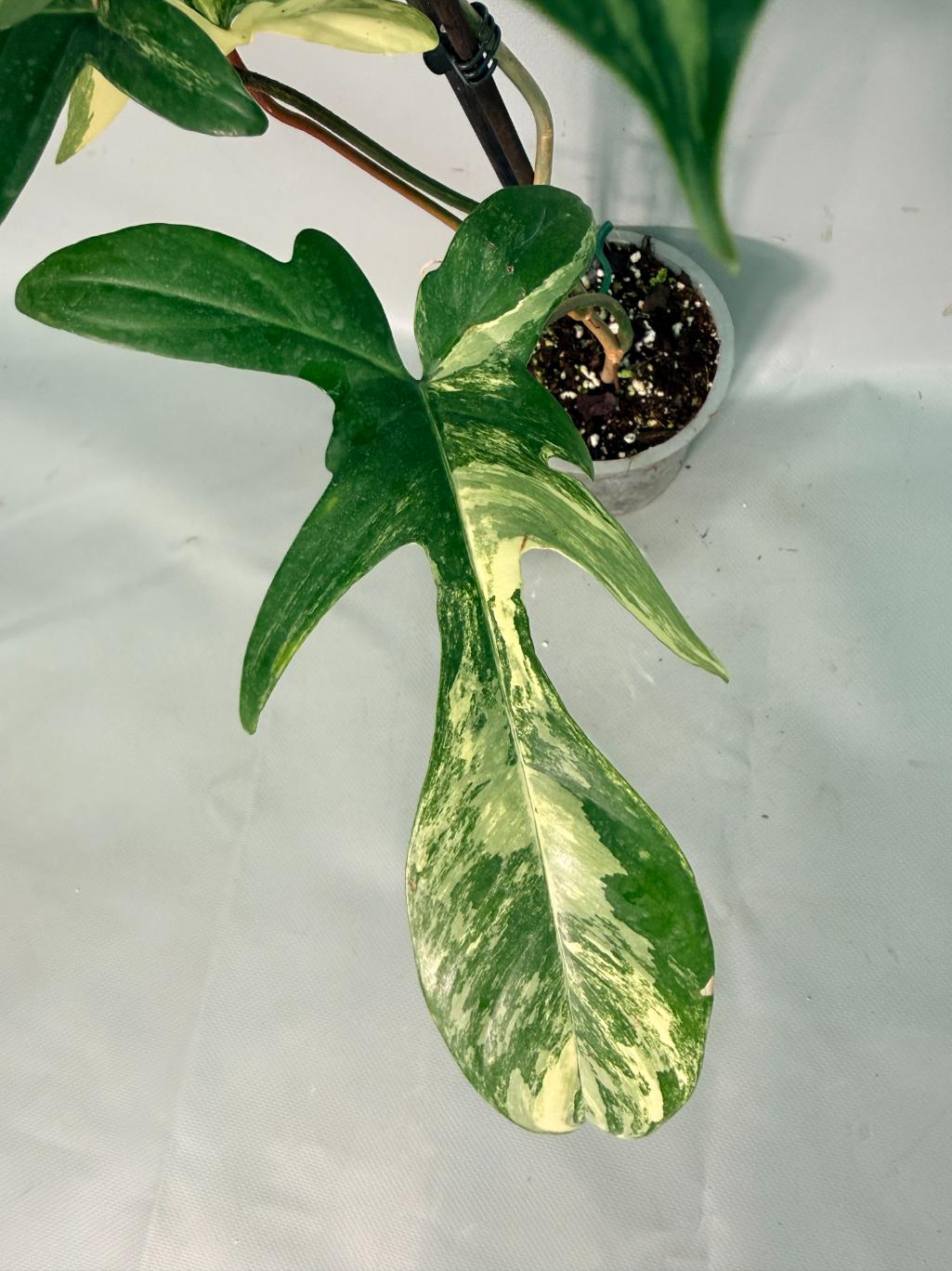 Philodendron Florida Beauty Variegata 07