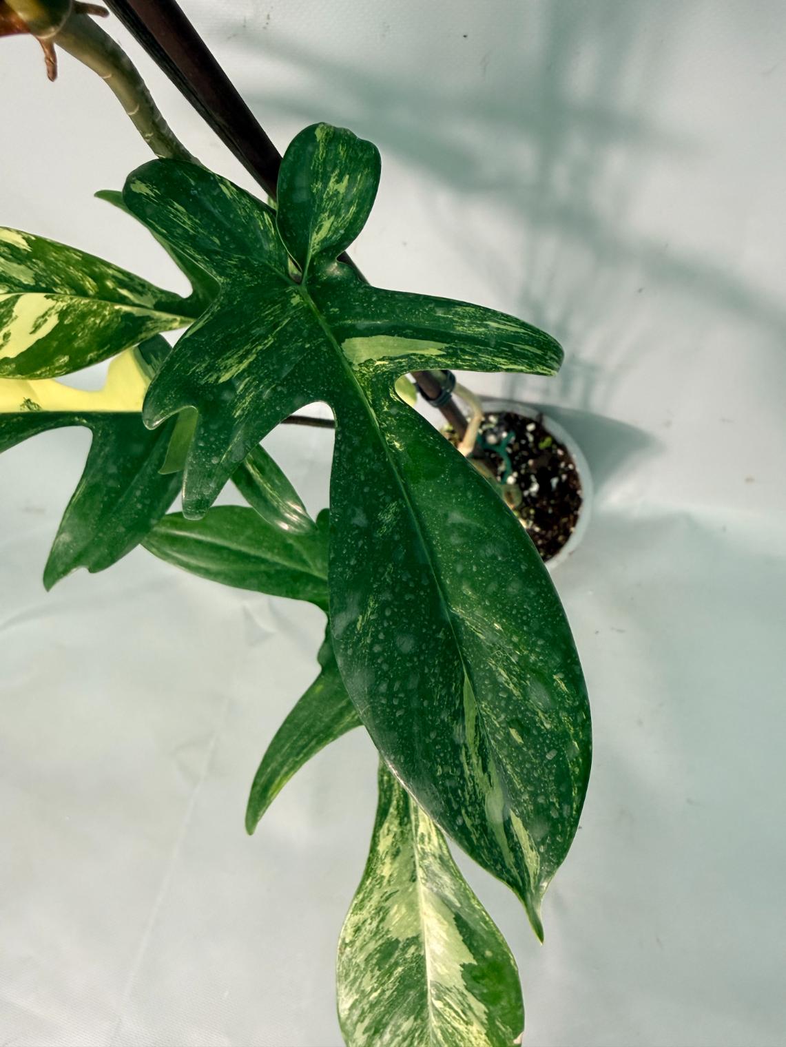 Philodendron Florida Beauty Variegata 08