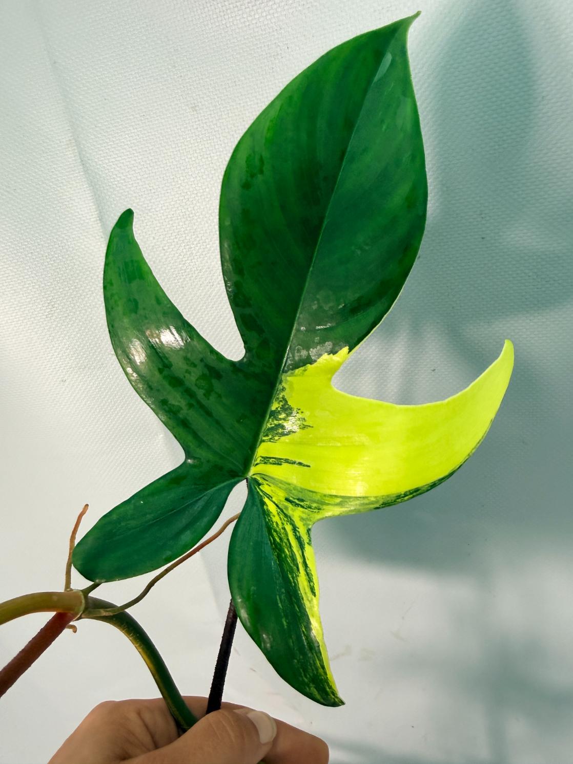 Philodendron Florida Beauty Variegata 09