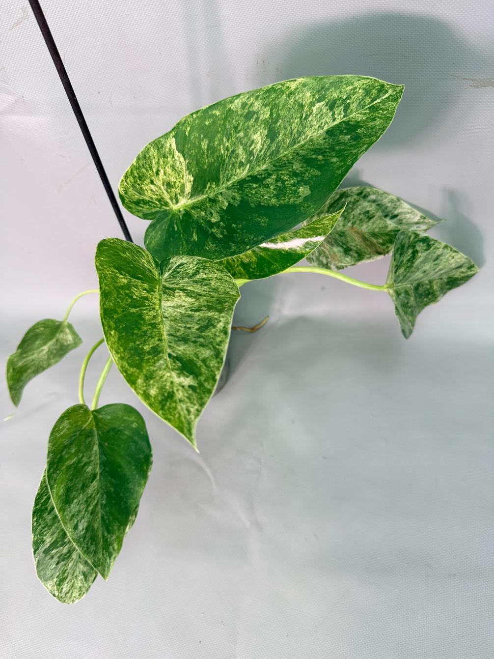 Philodendron  Giganteum Variegata 08