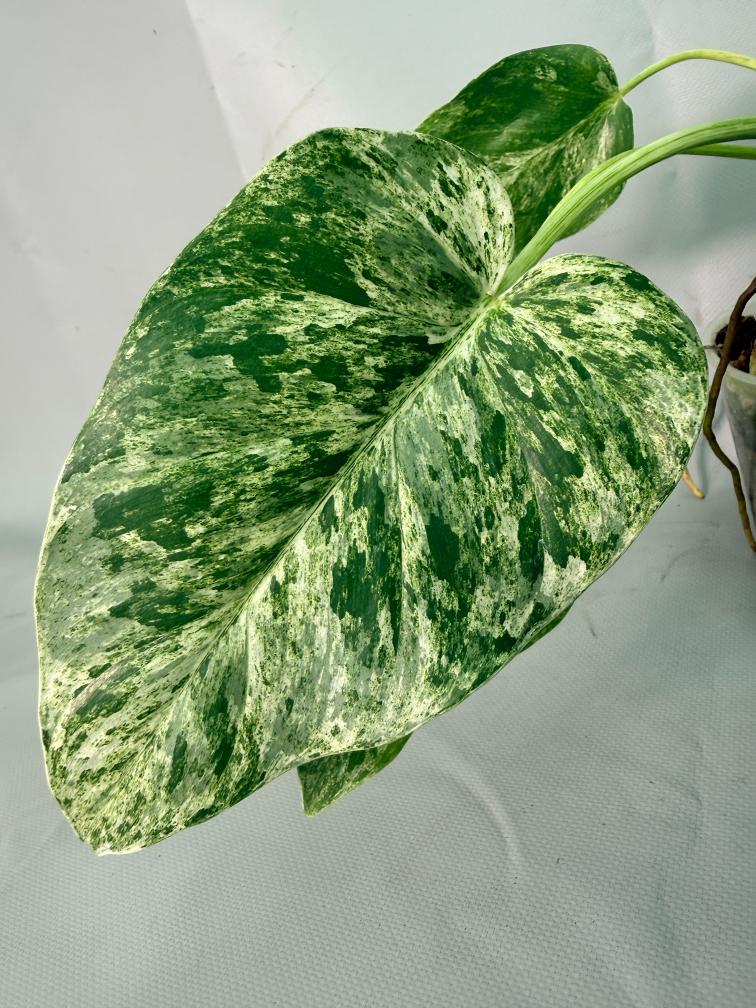 Philodendron  Giganteum Variegata 09