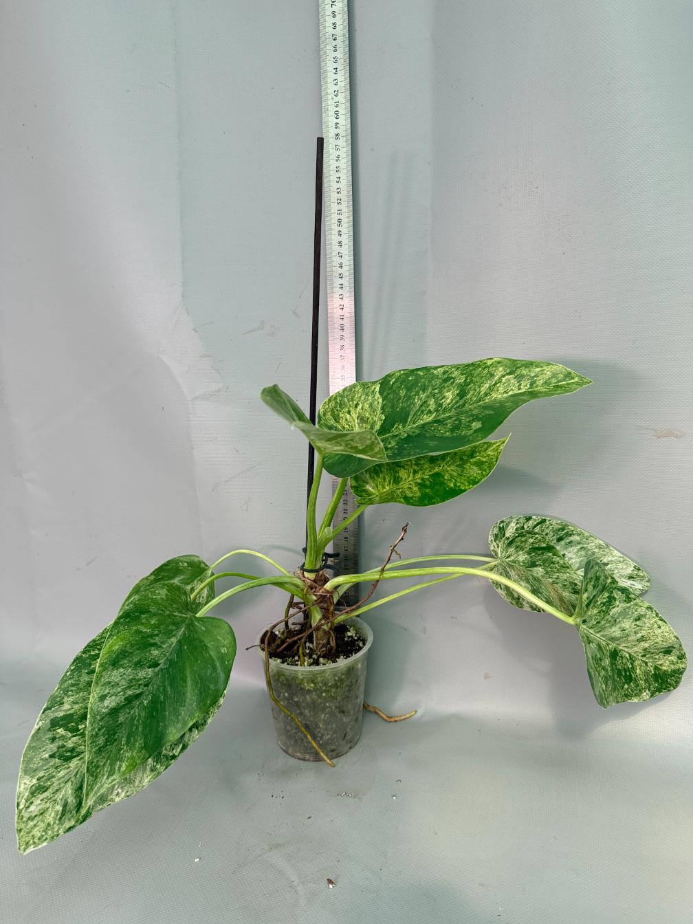 Philodendron  Giganteum Variegata 03