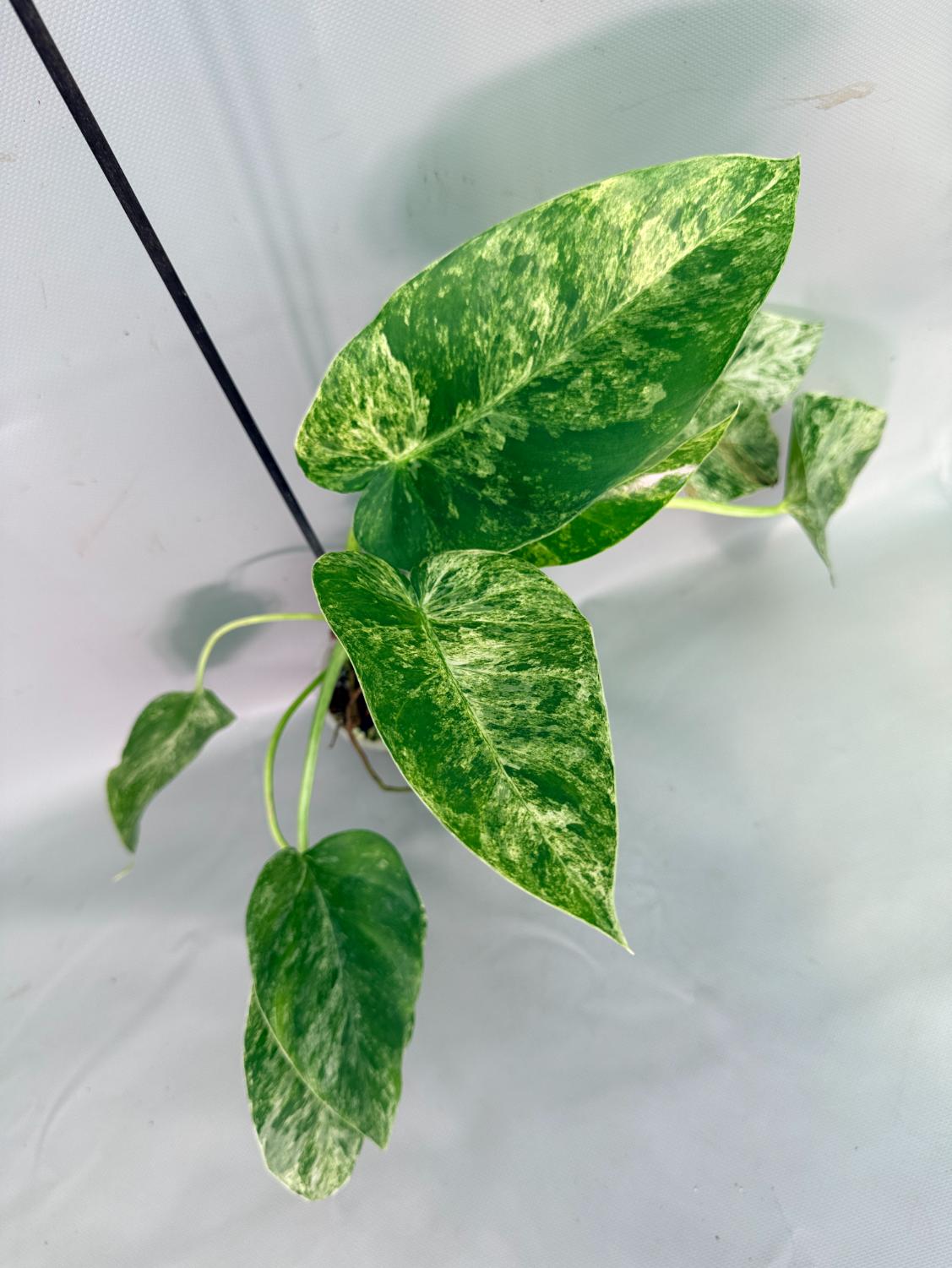 Philodendron  Giganteum Variegata 01
