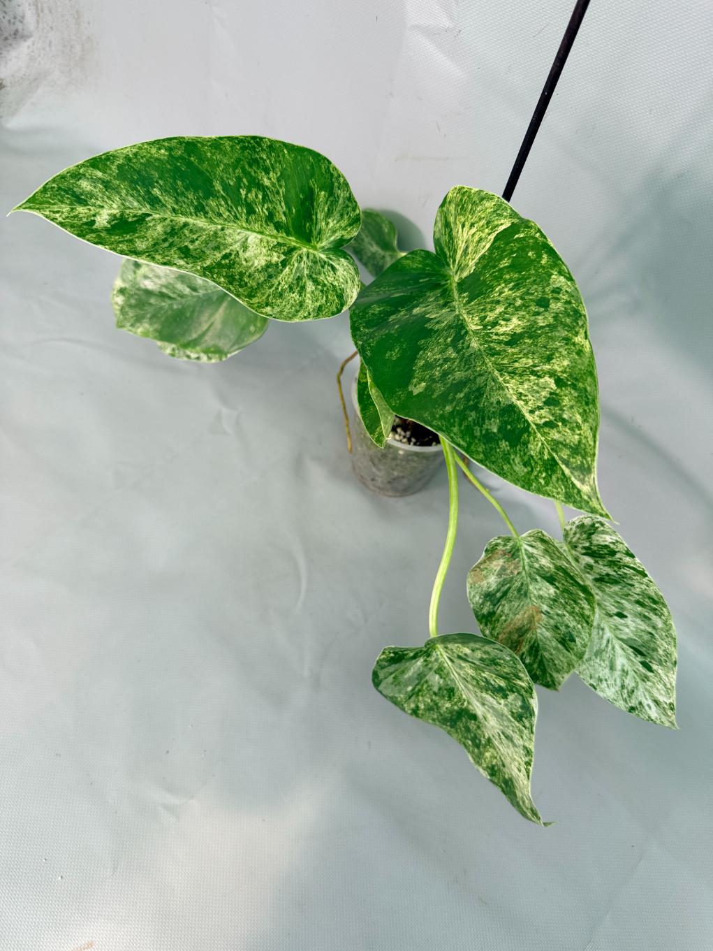 Philodendron  Giganteum Variegata 02