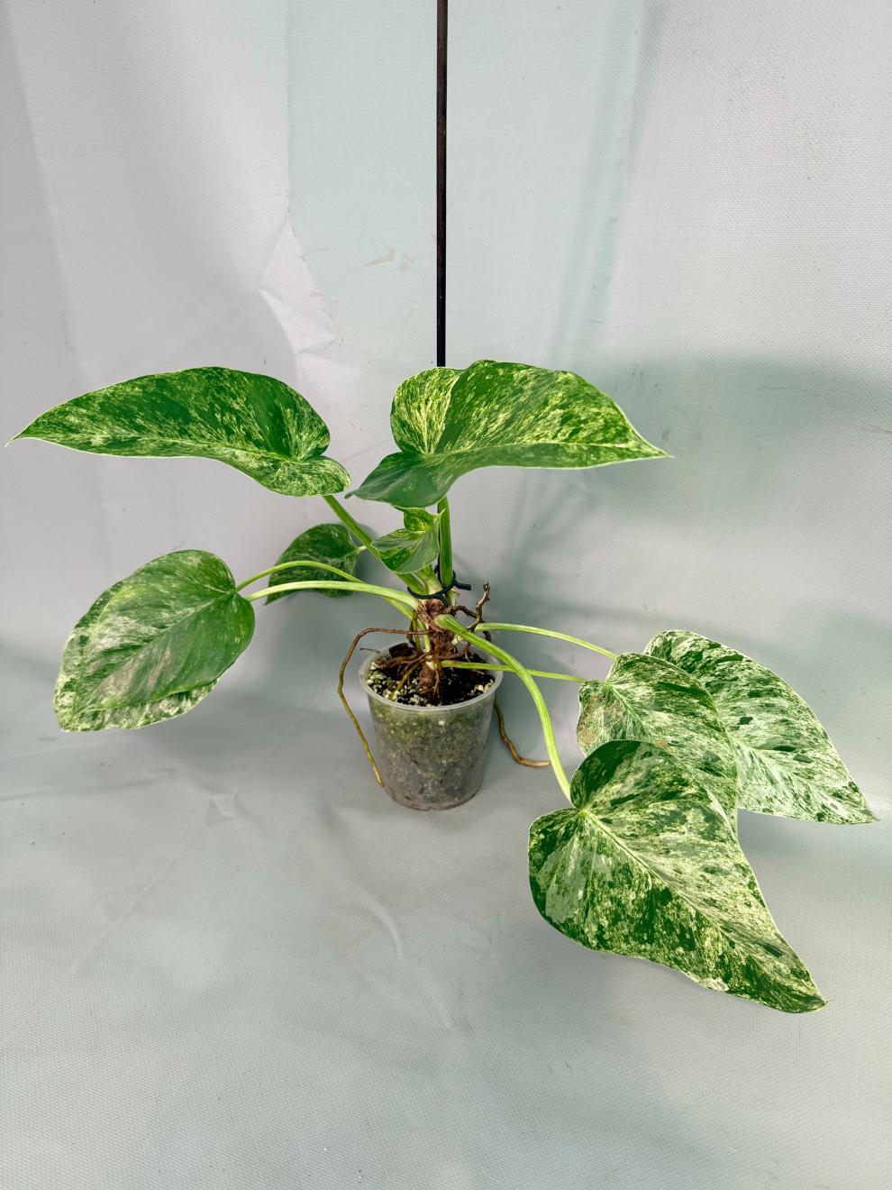 Philodendron  Giganteum Variegata 04