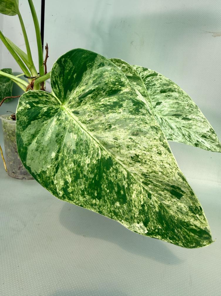 Philodendron  Giganteum Variegata 05