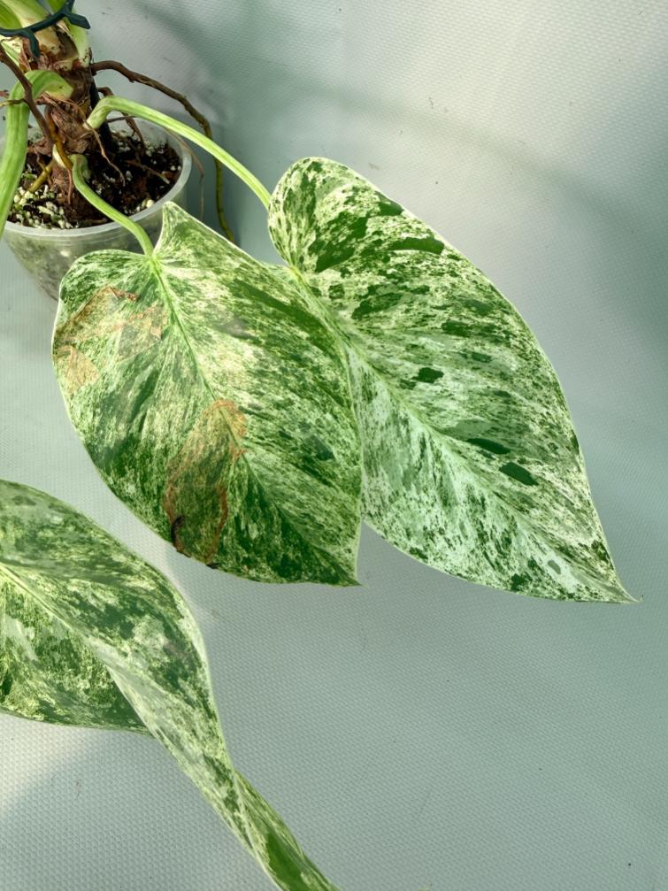 Philodendron  Giganteum Variegata 06