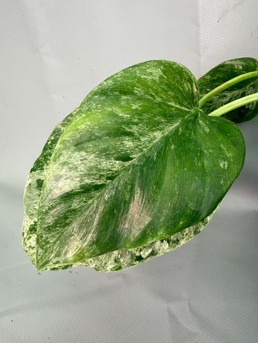 Philodendron  Giganteum Variegata 07