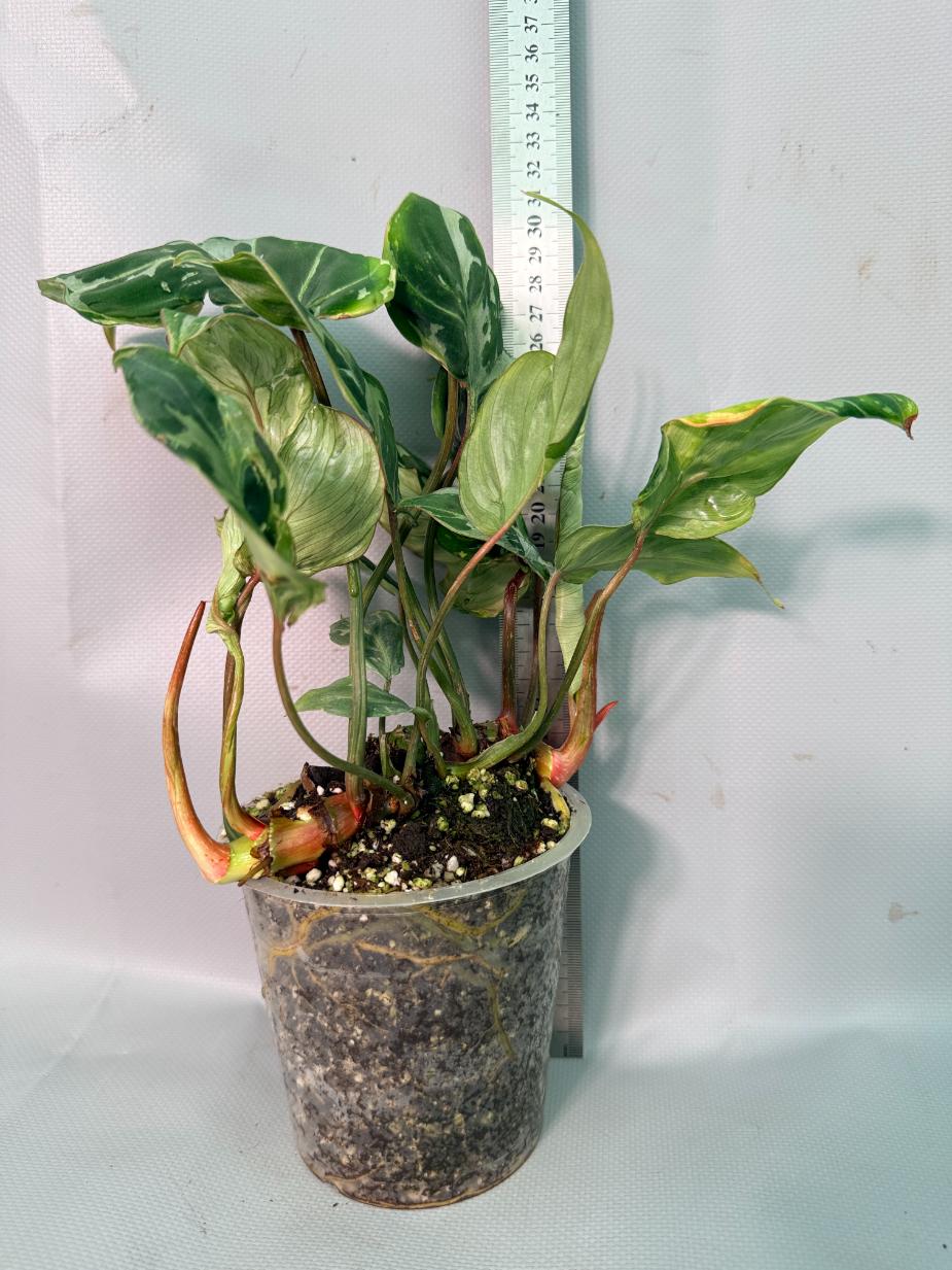 Philodendron Gloriosum Variegata 02