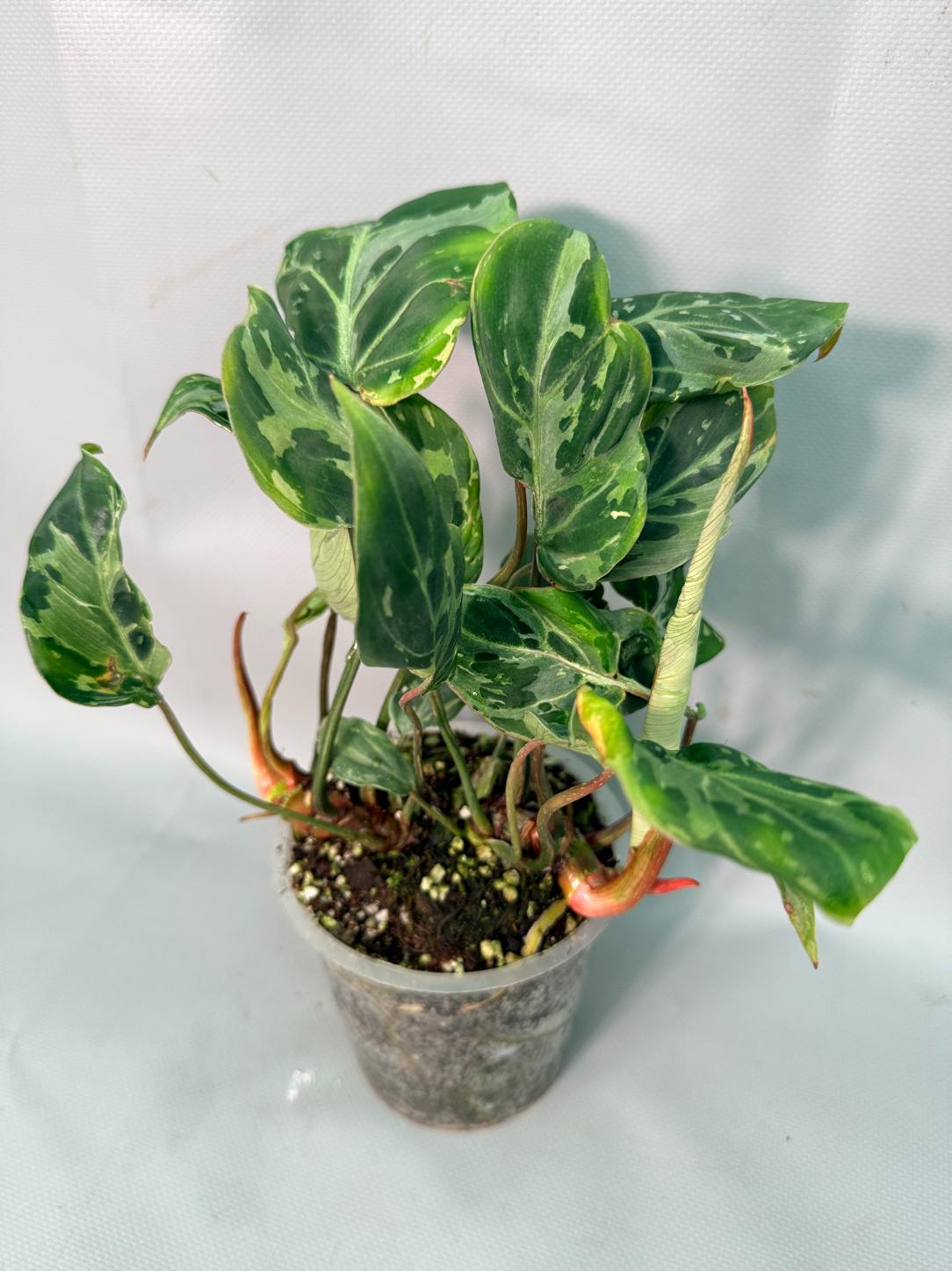 Philodendron Gloriosum Variegata 01