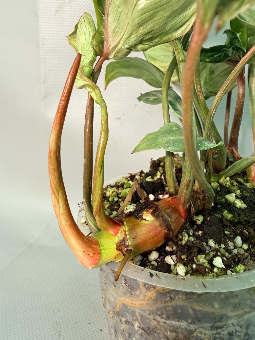 Philodendron Gloriosum Variegata 03