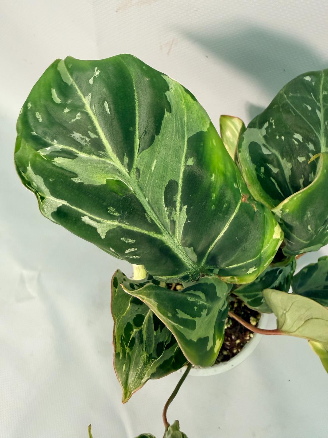 Philodendron Gloriosum Variegata 04