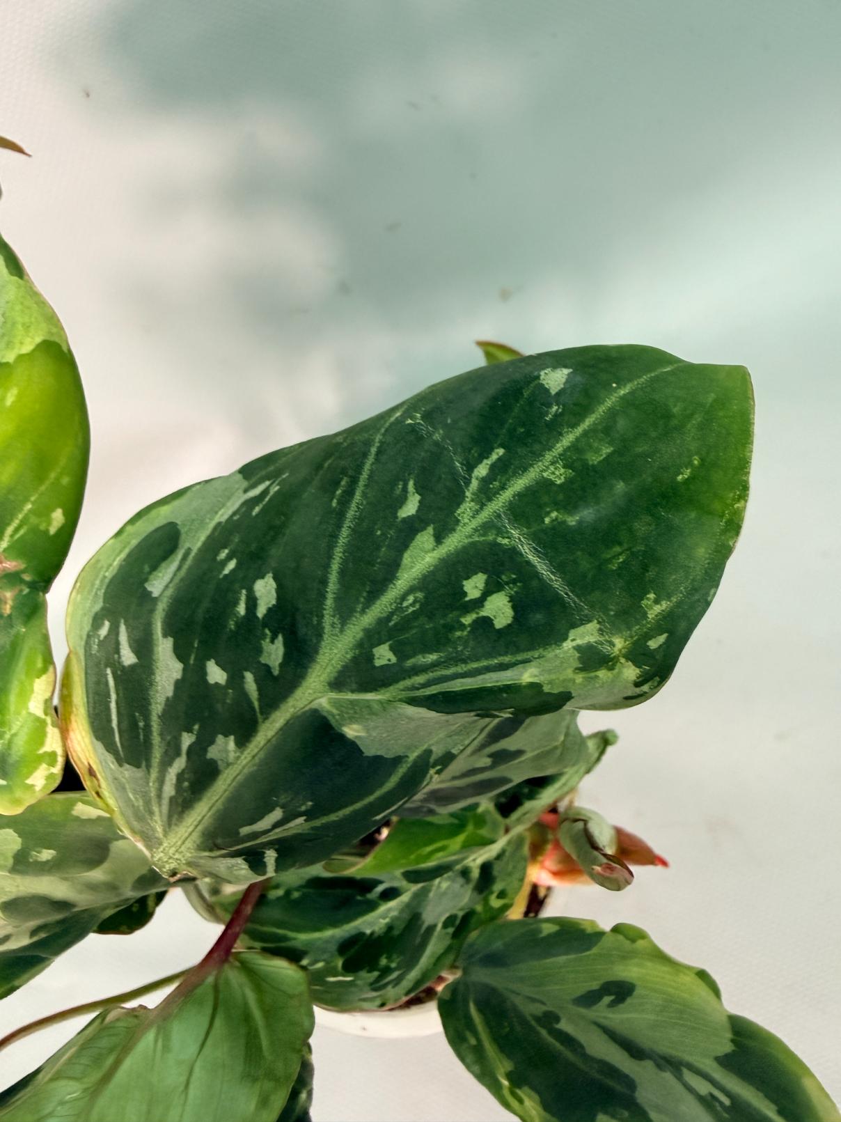 Philodendron Gloriosum Variegata 05