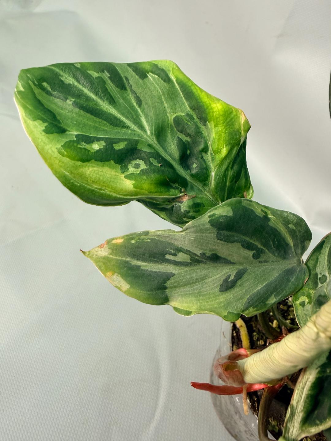 Philodendron Gloriosum Variegata 06