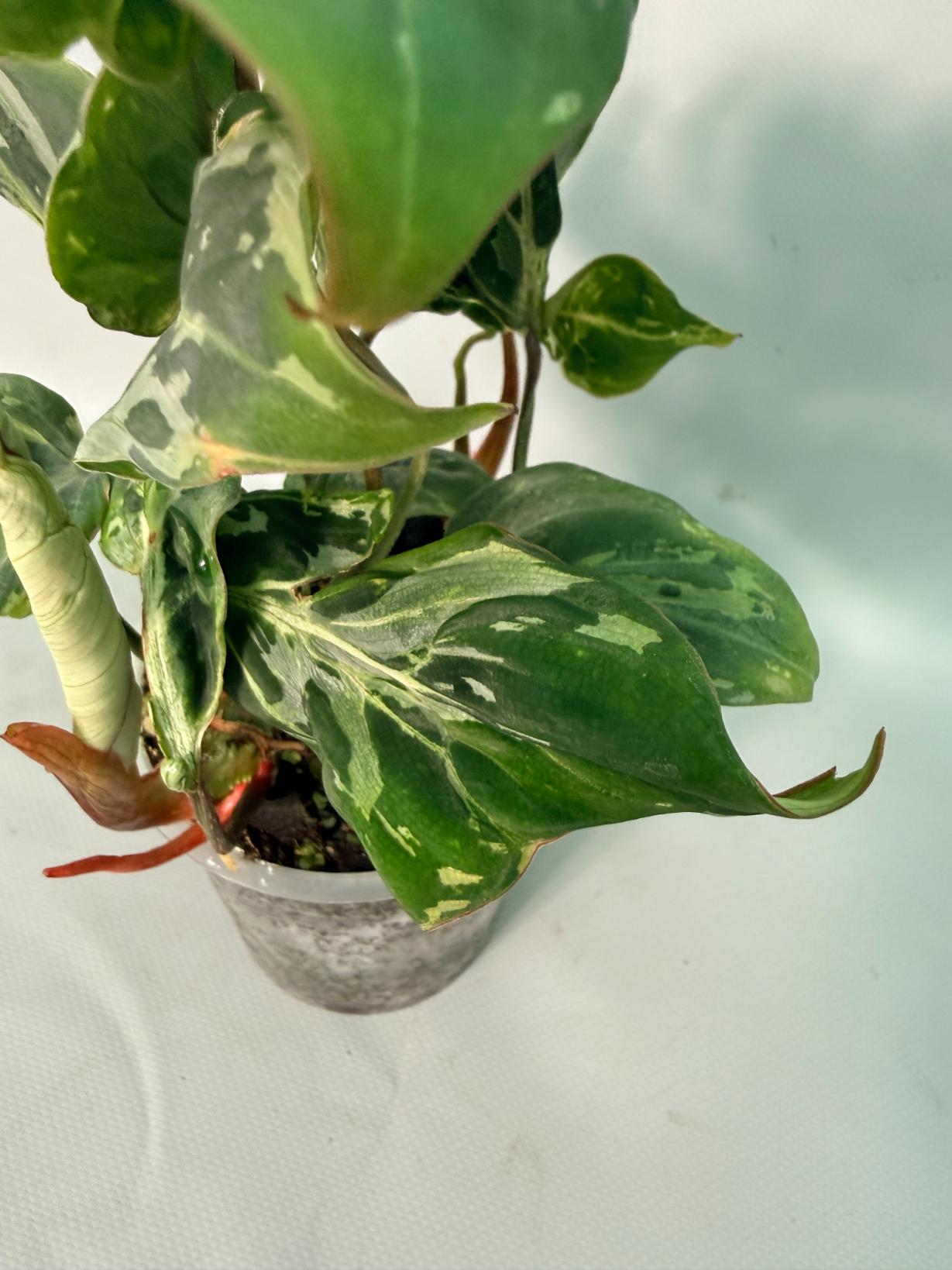 Philodendron Gloriosum Variegata 07