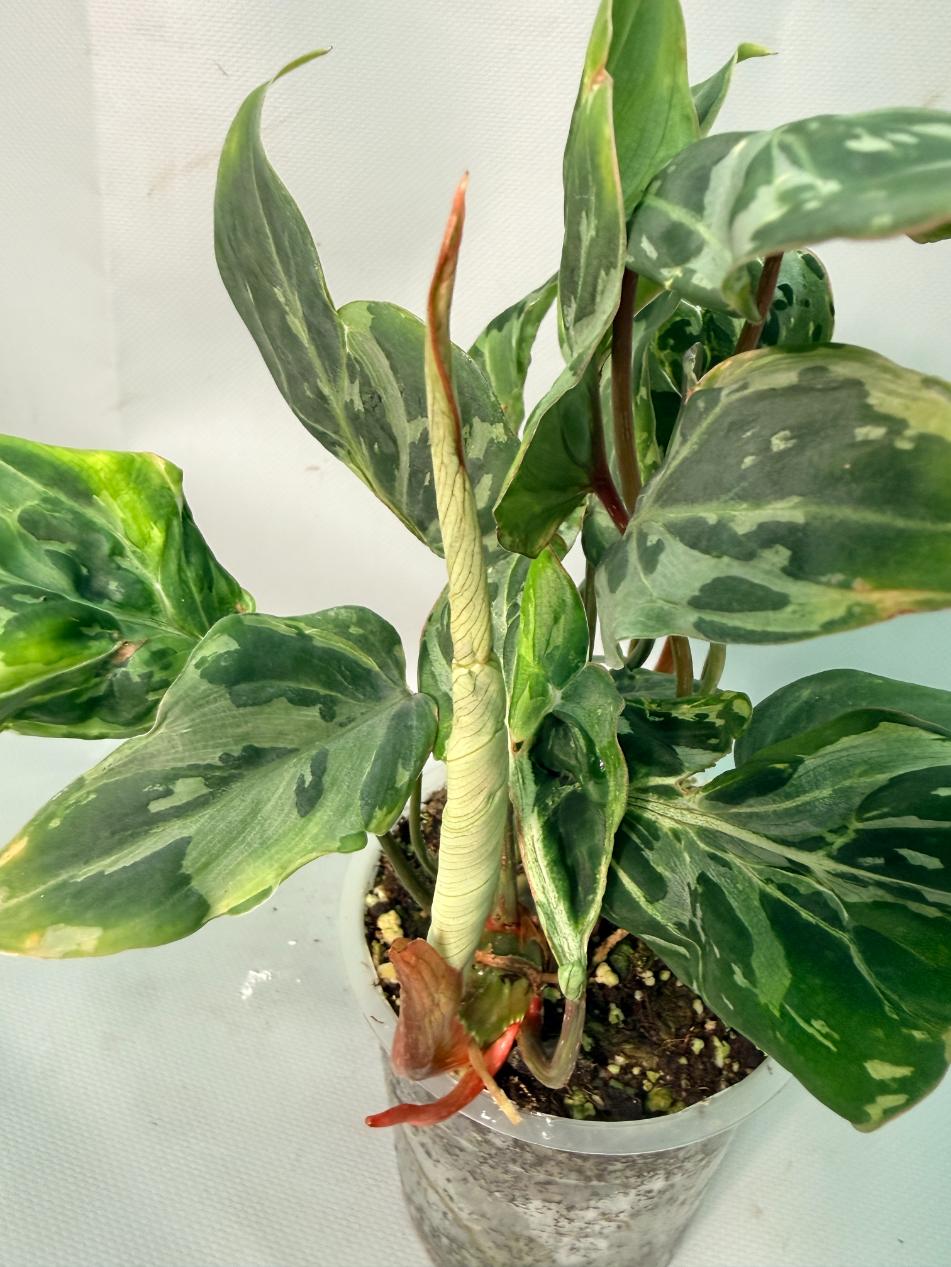 Philodendron Gloriosum Variegata 08