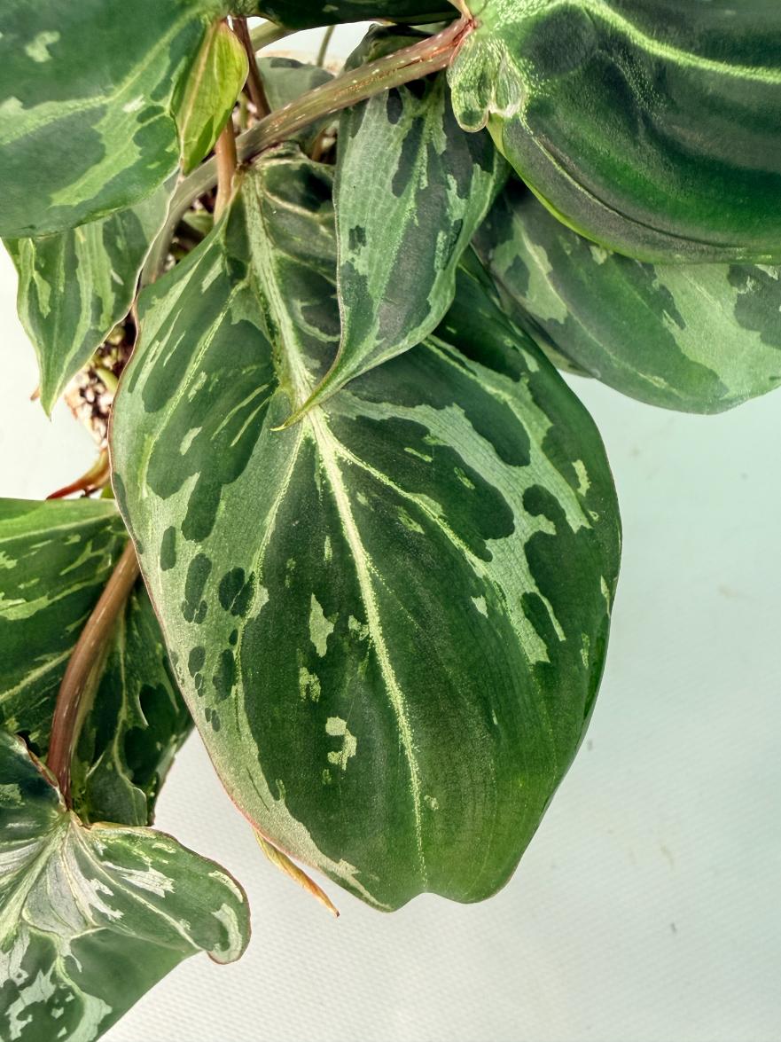 Philodendron Gloriosum Variegata 09