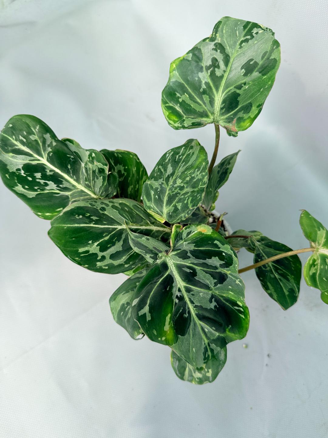Philodendron Gloriosum Variegata 10