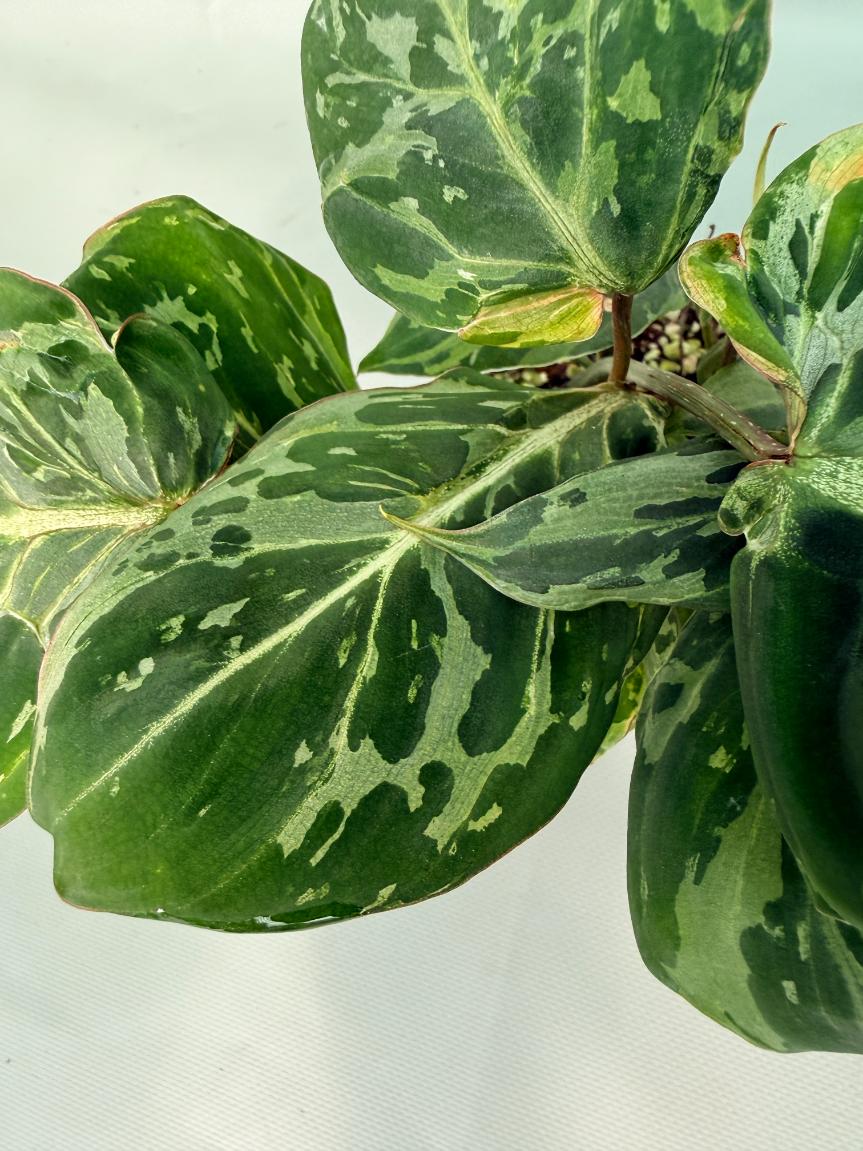 Philodendron Gloriosum Variegata 11