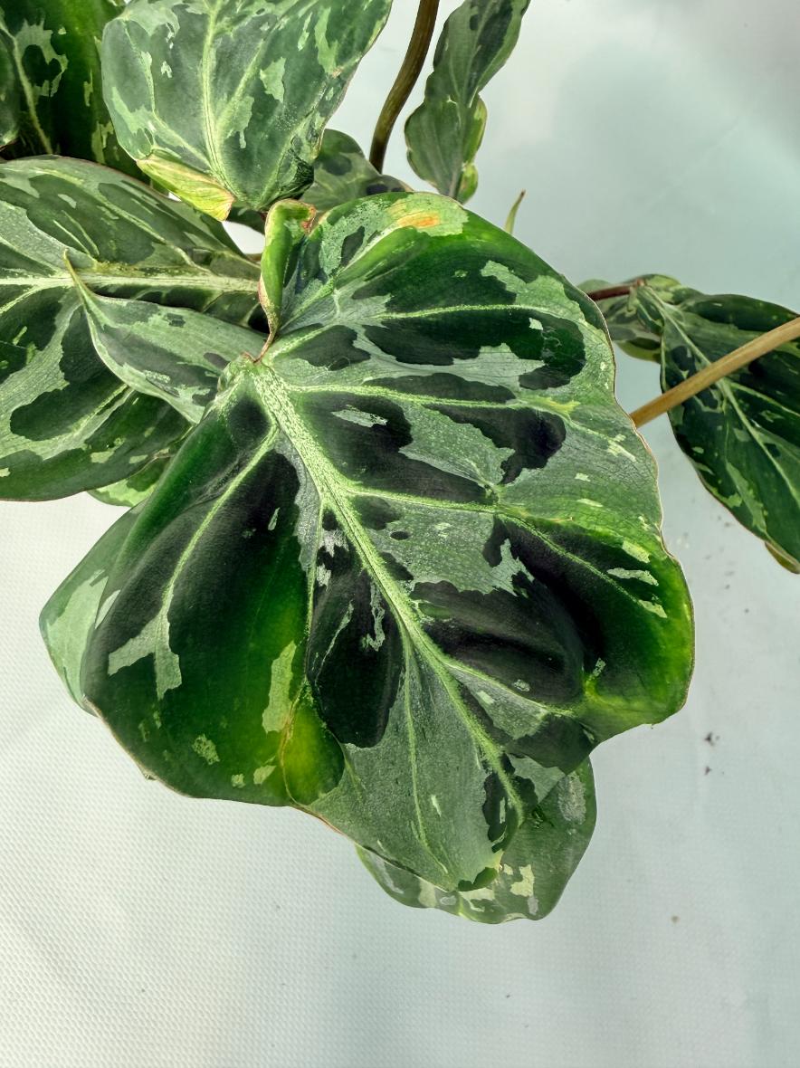 Philodendron Gloriosum Variegata 12