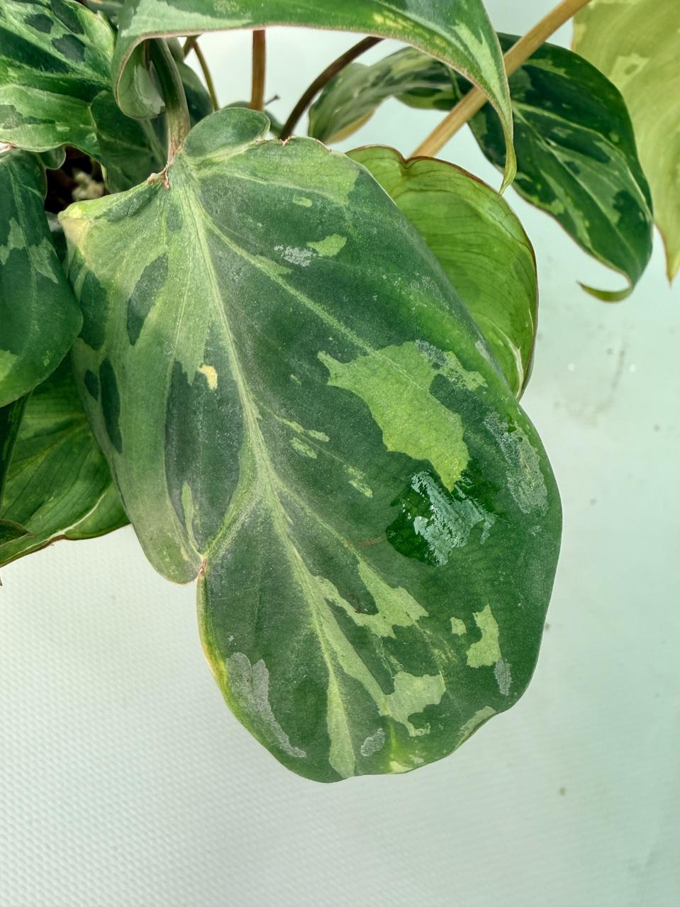 Philodendron Gloriosum Variegata 13
