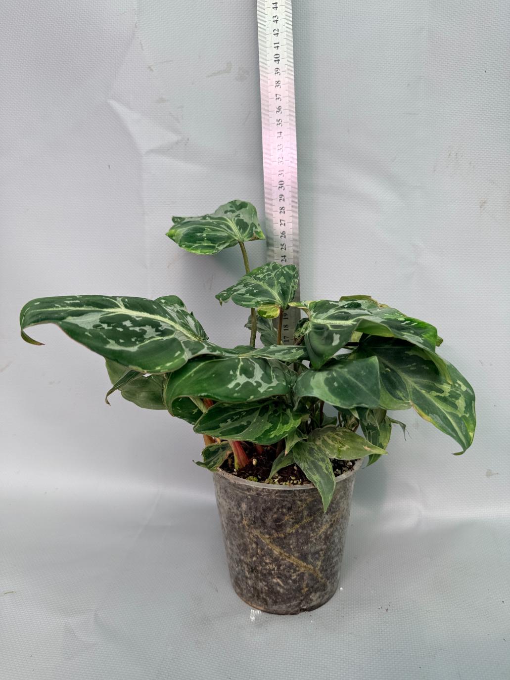 Philodendron Gloriosum Variegata 02