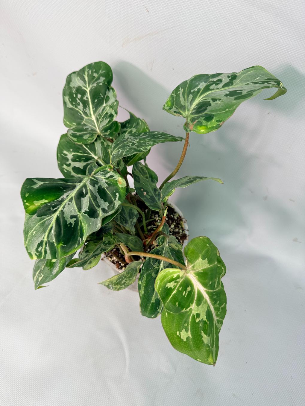 Philodendron Gloriosum Variegata 01