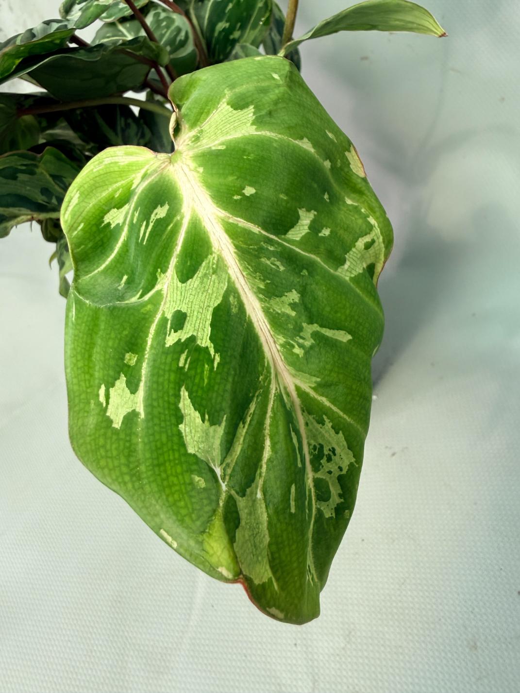 Philodendron Gloriosum Variegata 03